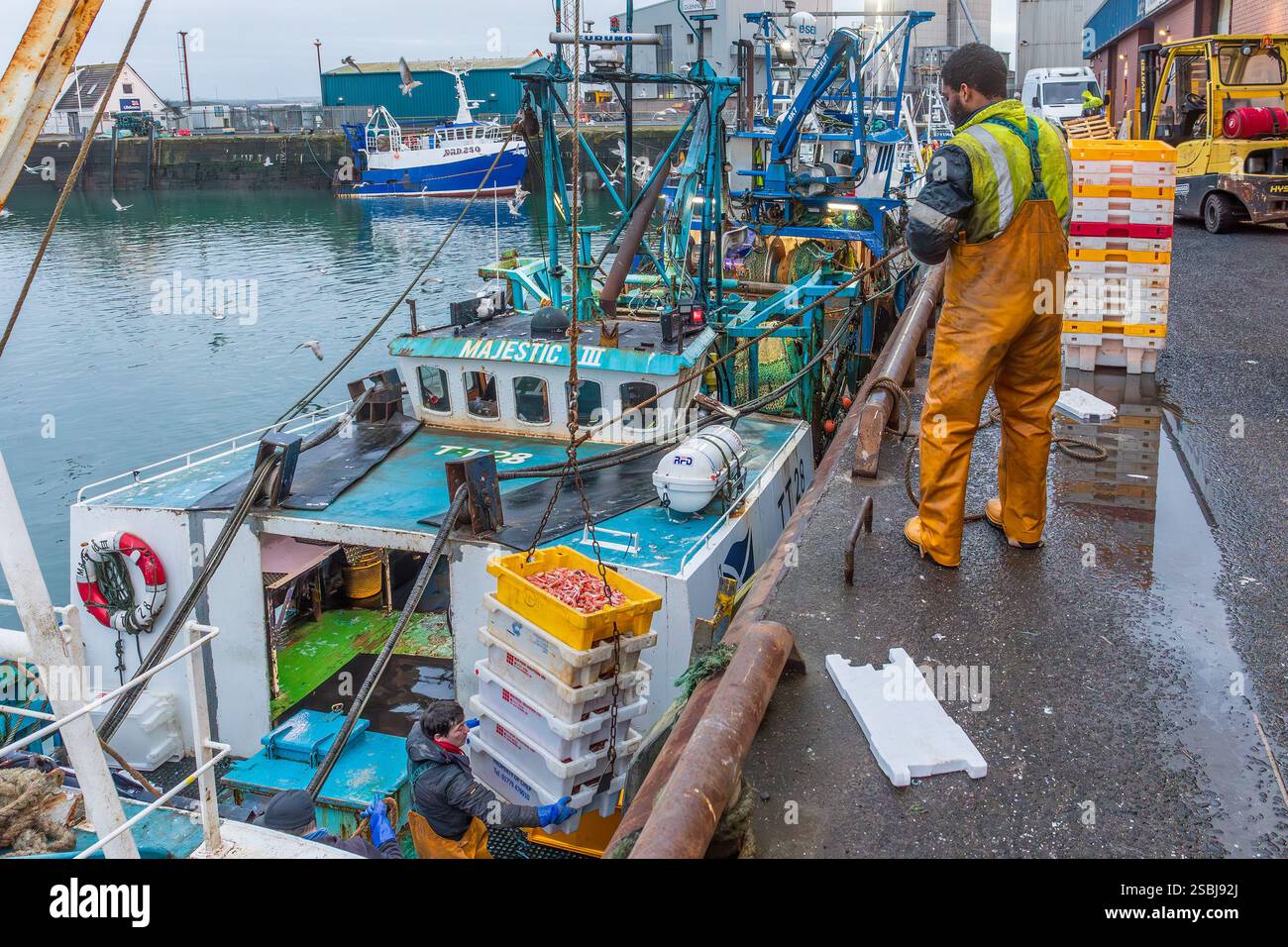 I pescatori del porto di Troon scaricano le loro catture di langoustine, appena pescate quel giorno. Troon, Ayrshire, Scozia, Regno Unito Foto Stock