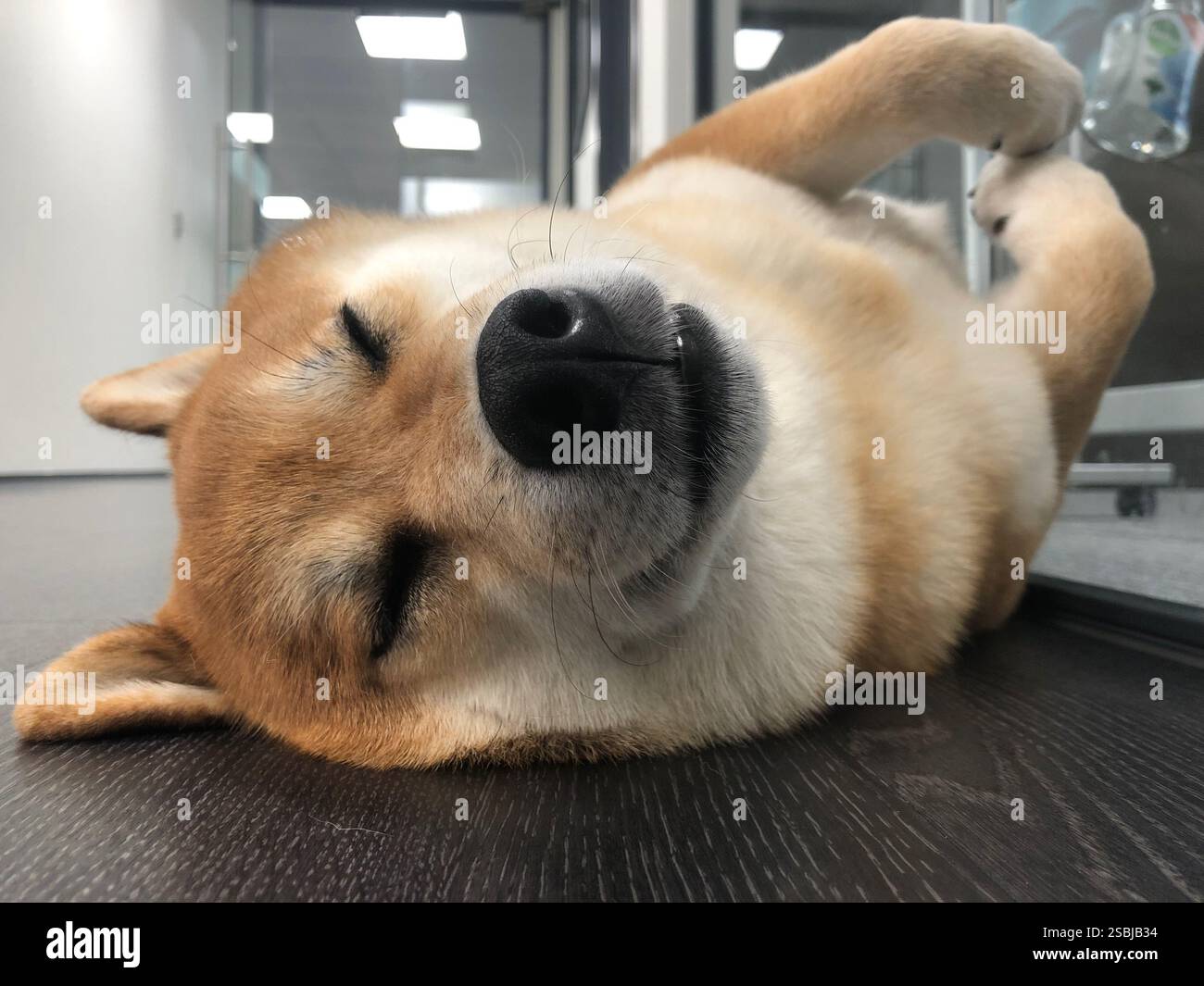 Shiba Inu cane da ufficio - Immagine stock catturata con smartphone