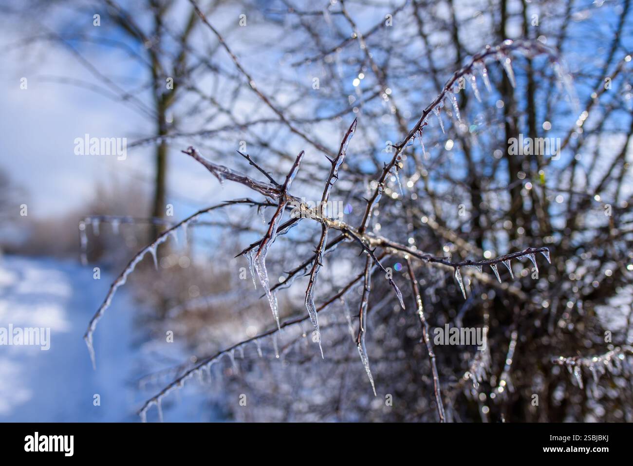 Sentiero innevato e ghiacciato dopo la pioggia gelida. Siepe ricoperta da uno strato di ghiaccio e ghiaccioli dopo la pioggia fredda Foto Stock