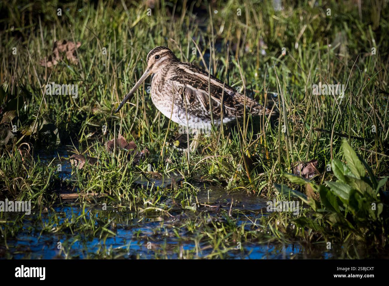 Un cecchino comune che cerca cibo nelle zone umide Foto Stock