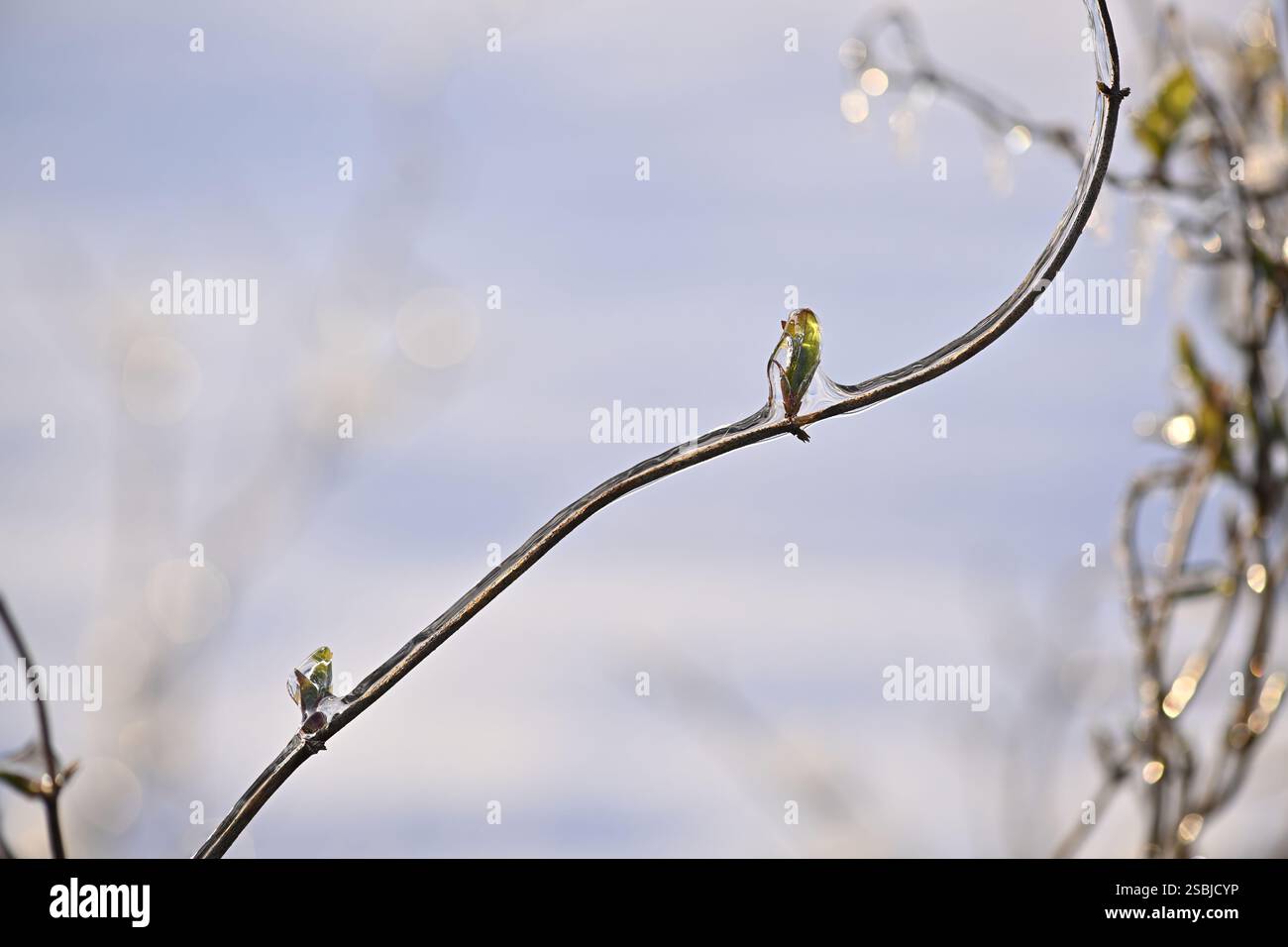 Spesso strato di ghiaccio e ghiaccio sui rami dopo la pioggia gelida, armature ghiacciate e ghiaccioli sui rami dopo la pioggia gelida Foto Stock