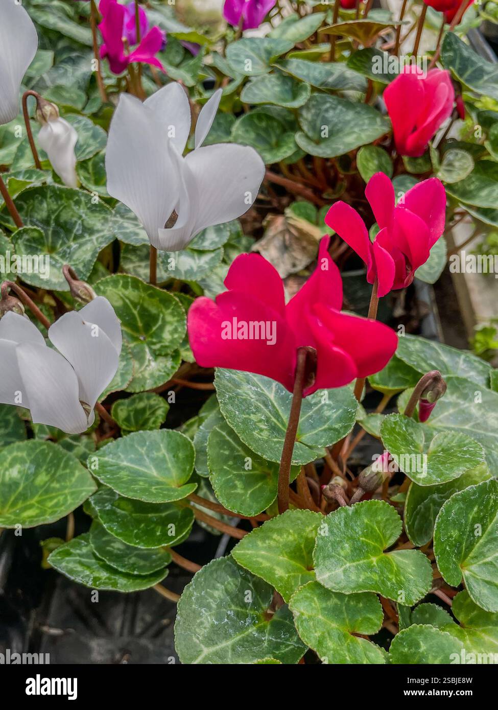 Luminosi fiori ciclamini in sfumature di bianco, rosa e rosso, circondati da variegate foglie verdi in un lussureggiante giardino. Foto Stock