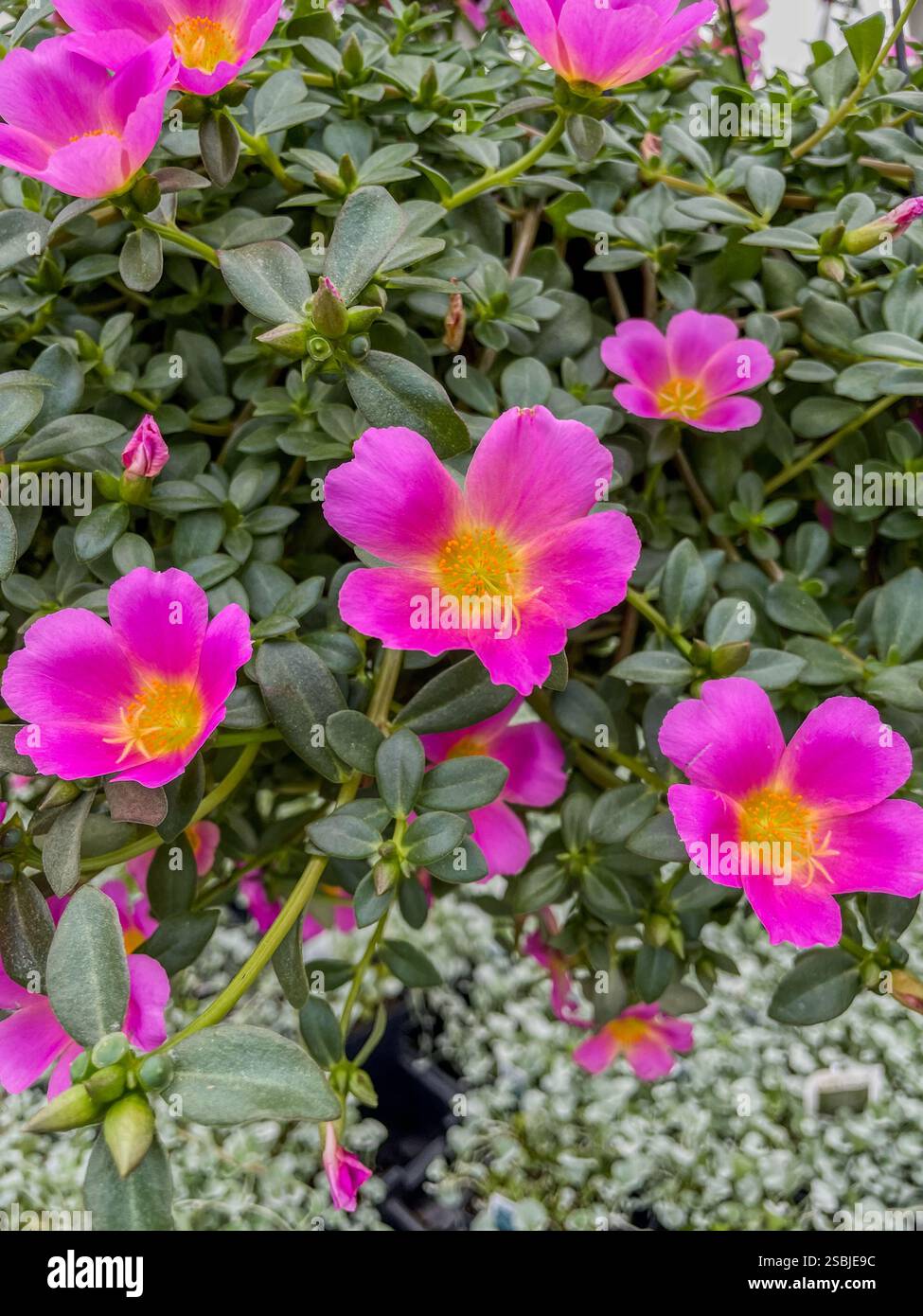 Una vista ravvicinata di fiori rosa luminosi con centri gialli, circondati da foglie verdi lussureggianti, che creano una scena colorata e vivace. Foto Stock