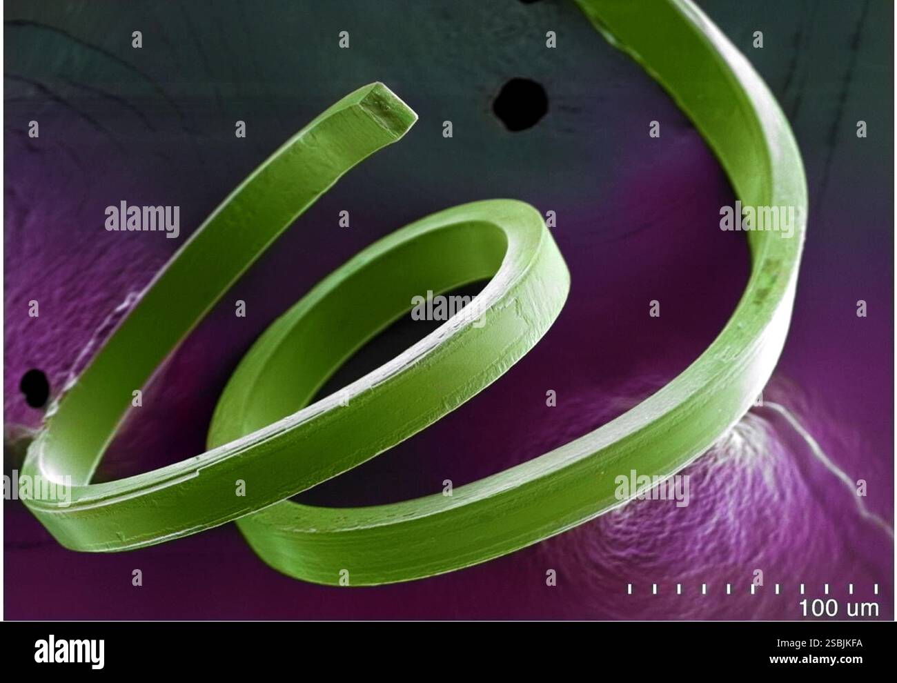 Un'immagine del microscopio elettronico a scansione di cristalli di aloimidazolo ferroelettrici flessibili. I materiali ferroelettrici contengono regioni cariche polarizzate in un orientamento specifico, che può essere controllato con un campo elettrico esterno. Questi materiali, comunemente utilizzati nei dispositivi elettronici, sono stati realizzati principalmente in ceramica fragile, che non è adatta per le applicazioni che richiedono flessibilità. Una nuova ricerca ha prodotto cristalli organici flessibili di aloimidazolo che mostrano le proprietà della ferroelettricità e della piezoelettricità. Foto Stock