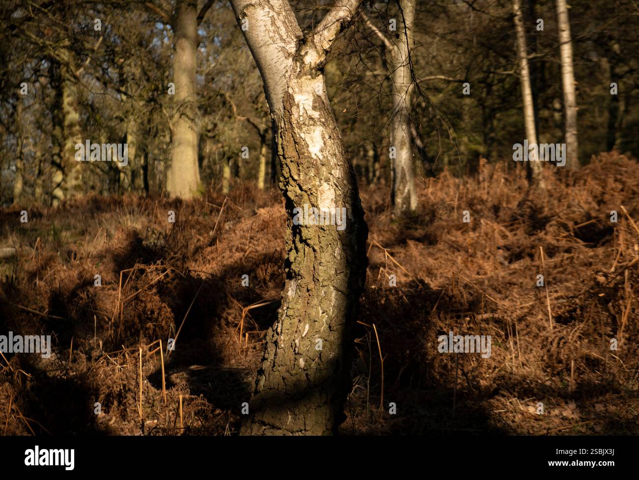 Sole invernale su un bosco nel Warwickshire, Inghilterra, con ombre profonde che cadono sulle piante di felce di bronzo che giacciono a terra. Foto Stock