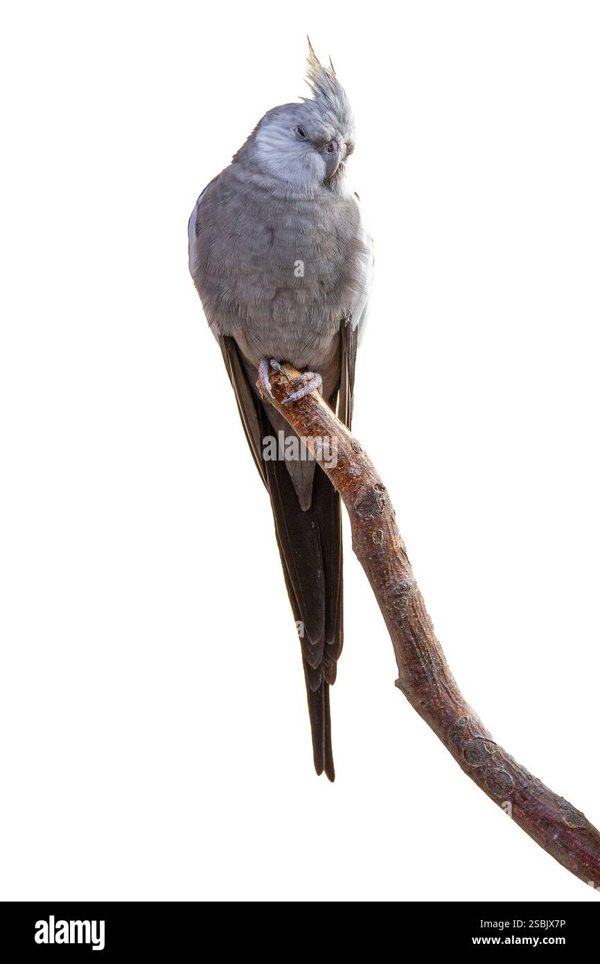Cockatiel arroccato su un ramo, uccello isolato su sfondo bianco (Nymphicus hollandicus) Foto Stock