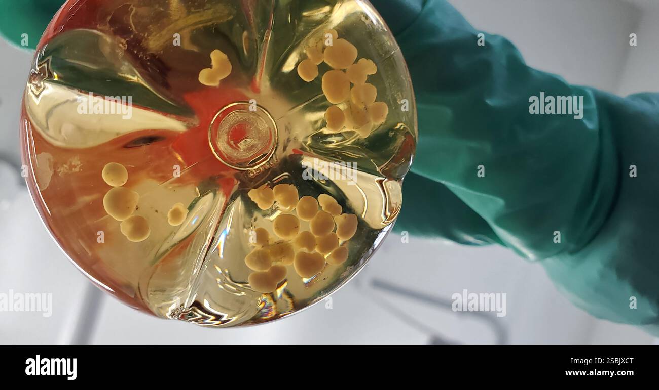 Un ricercatore che tiene in mano una fiasca contenente organoidi cerebrali umani. Gli organoidi cerebrali sono modelli di tessuto coltivati in laboratorio del cervello umano utilizzati per studiare lo sviluppo del cervello, la struttura e la malattia. Foto Stock