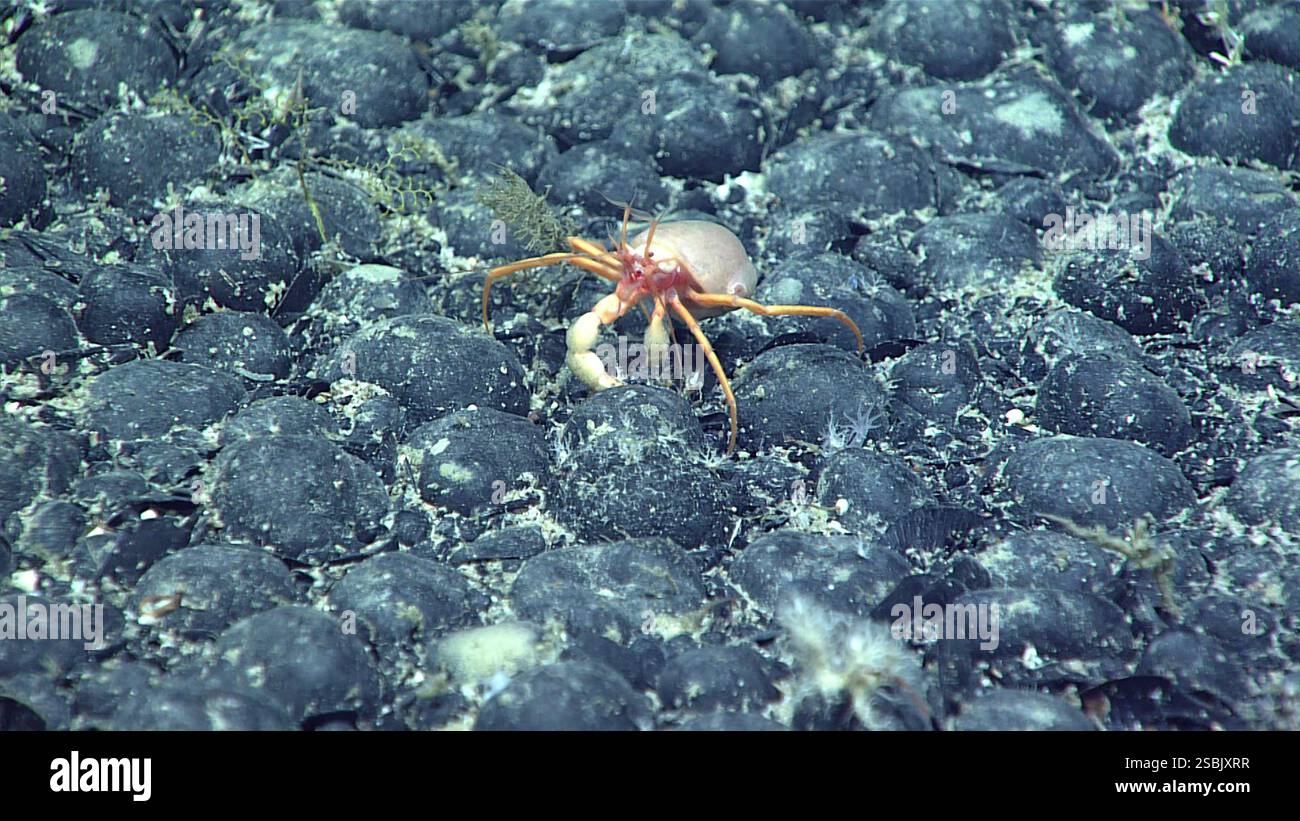 A Parapagurus sp. il granchio con un corallo nel genere Epizoanthus sulla schiena si fa strada attraverso un campo densamente popolato di noduli ferromanganesi che ricoprono il fondale marino di Gosnold Seamount, esplorato durante il Dive 16 della spedizione Stepping Stones del 2021 nell'Atlantico settentrionale. Foto Stock