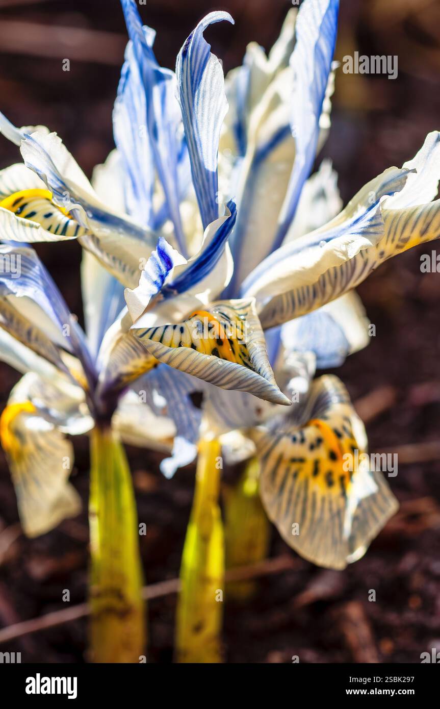 Primo piano di un gruppo di fiori di Iris, probabilmente una specie di Iris nano (Iris reticulata). I petali sono un mix impressionante di blu chiaro e bianco Foto Stock