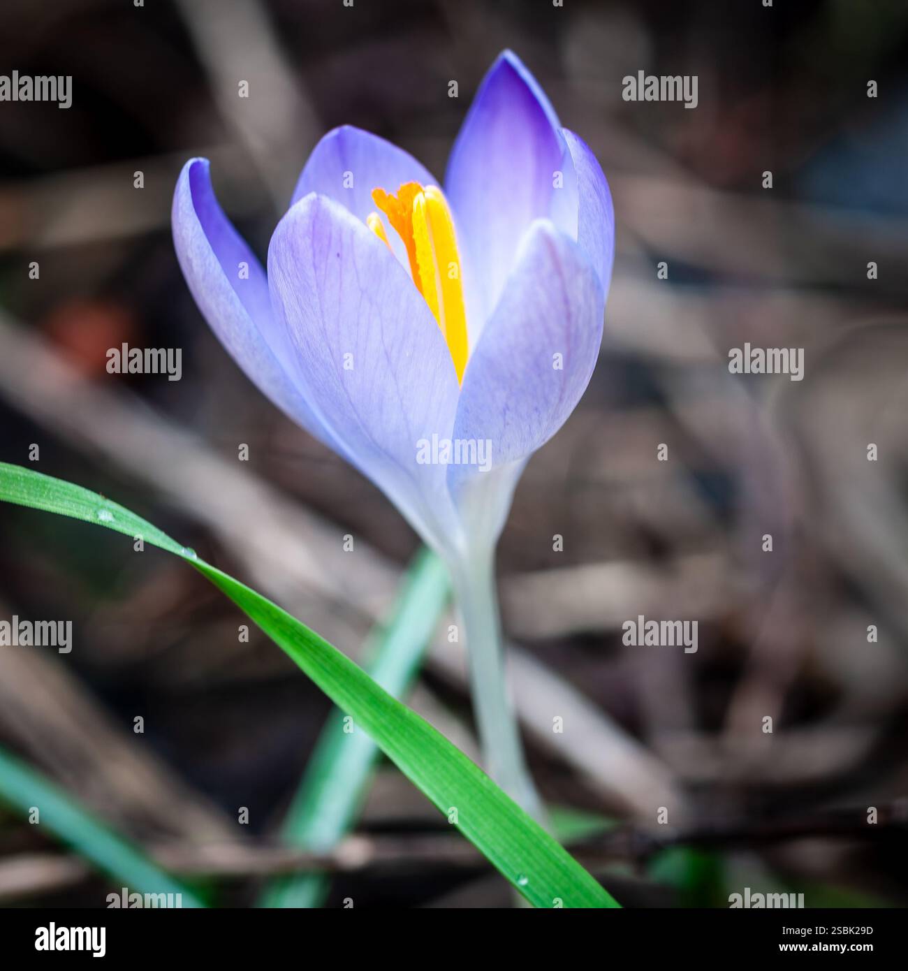 Primo piano di un unico fiore di cocco viola lavanda delicato. Gli stami giallo vibrante sono prominenti al centro. Il fiore è circondato da Foto Stock