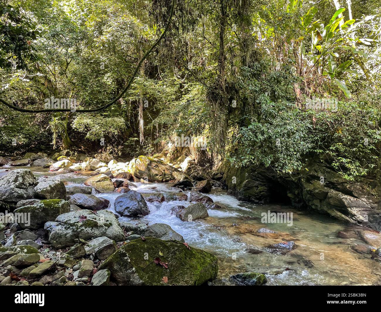 Creek nella foresta Foto Stock