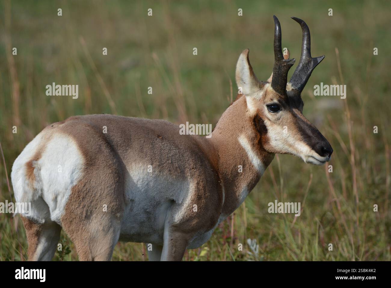 Antelope di Pronghorn al Badlands National Park Foto Stock