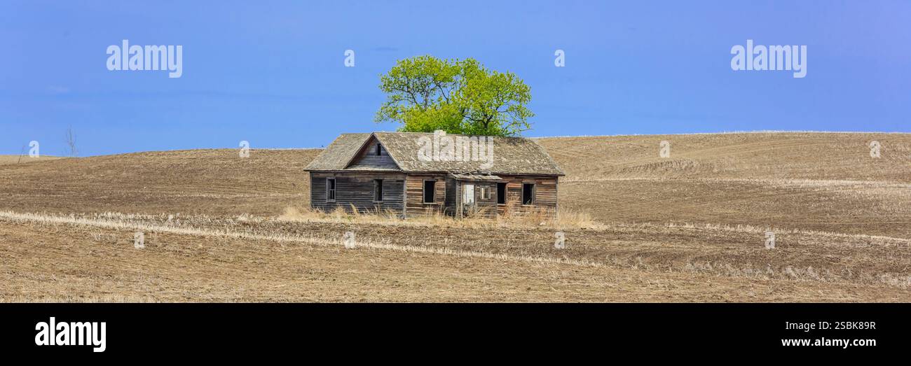 Una piccola casa e' nel mezzo di un campo. La casa è vecchia e ha un albero che ne cresce Foto Stock