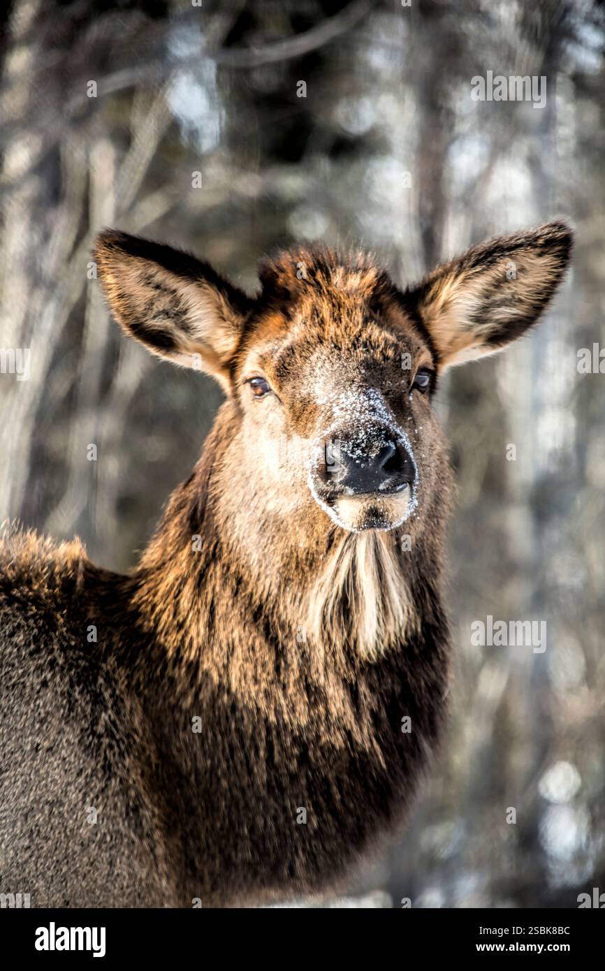 Un cervo con naso bianco e pelliccia marrone. Sta guardando la telecamera. Il cervo è in una zona innevata Foto Stock