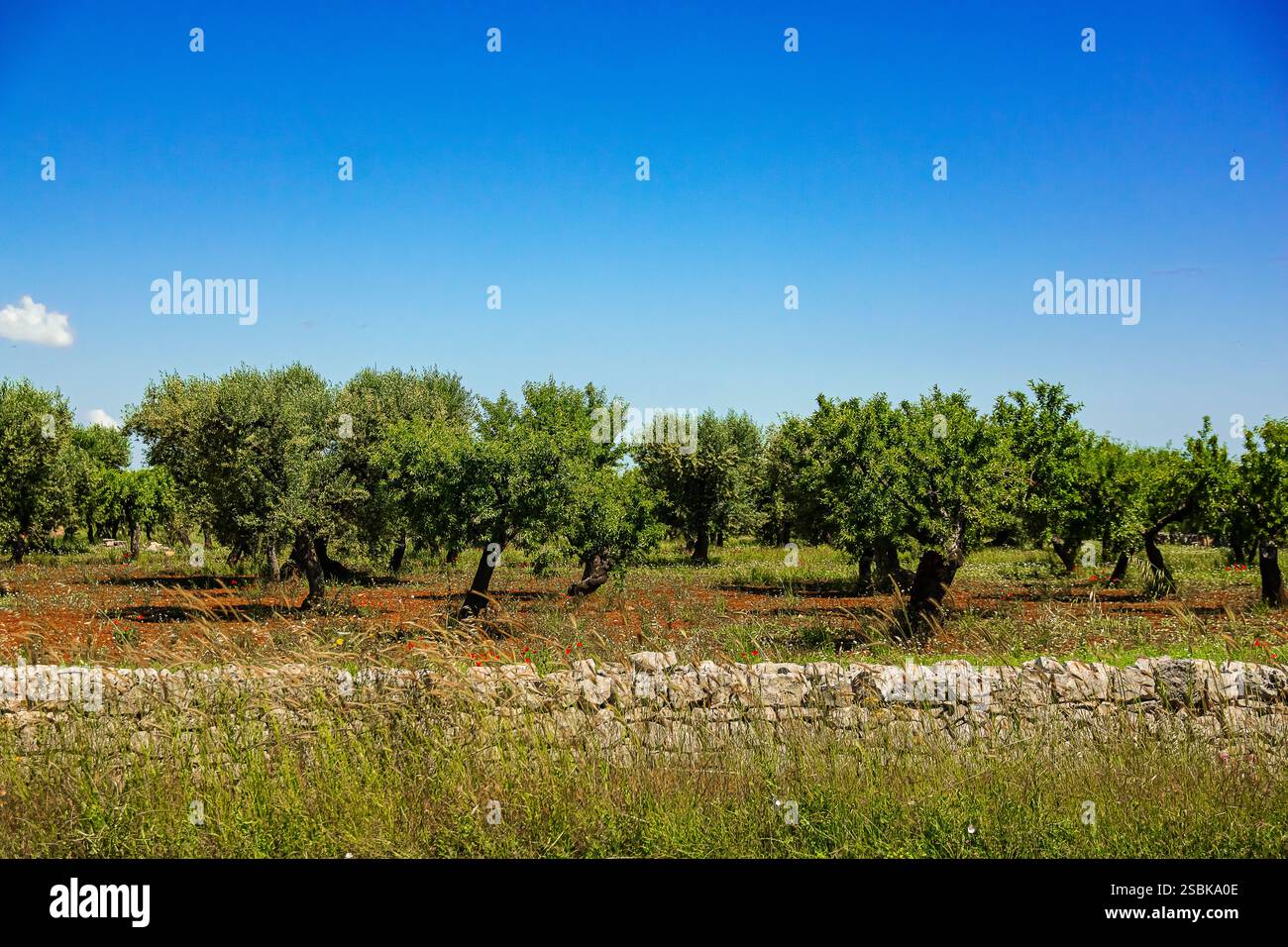 Il fascino degli oliveti pugliesi Foto Stock
