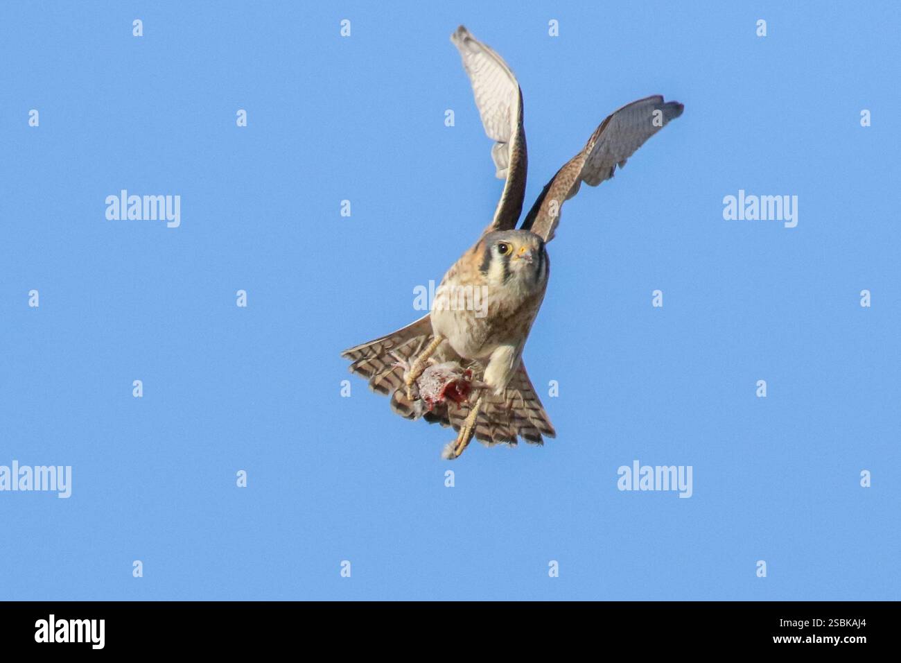 Un americano Kestrel porta iin a combattere con le prede Foto Stock