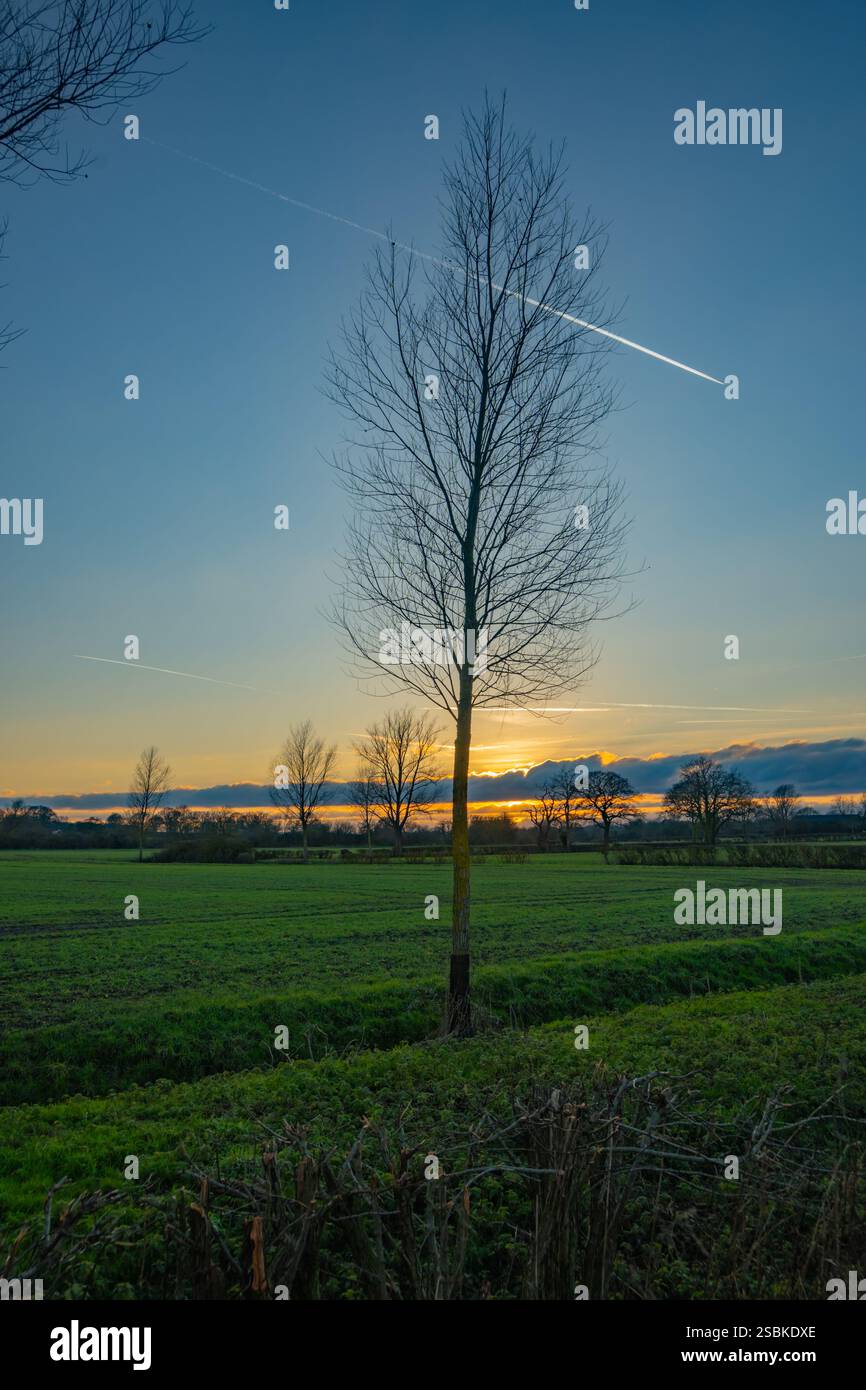 Tramonto dietro alberi di pioppo sulle rive del fiume Wid vicino a Margaretting Essex Foto Stock