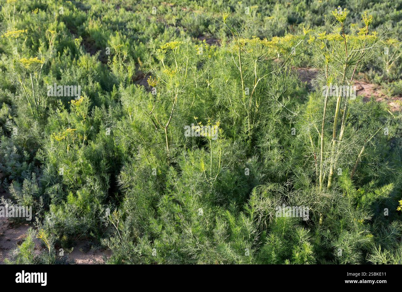 Fioritura organica delle erbe di Dill "Anethum graveolens", coltura di campo, un'erba aromatica autosemina annuale nella famiglia del prezzemolo, California. Foto Stock