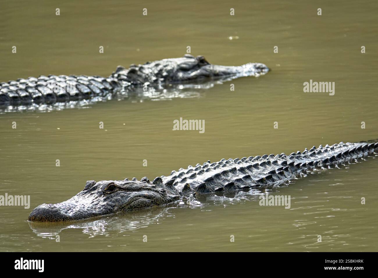 Alligatori americani in una palude della Florida meridionale, l'Everglades National Park. Stati Uniti Foto Stock