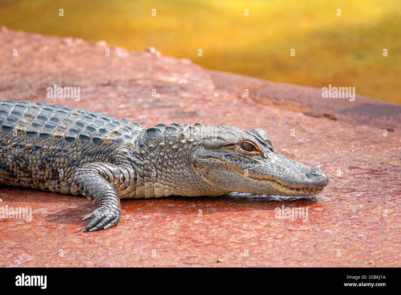 Alligatori americani in una palude della Florida meridionale, l'Everglades National Park. Stati Uniti Foto Stock