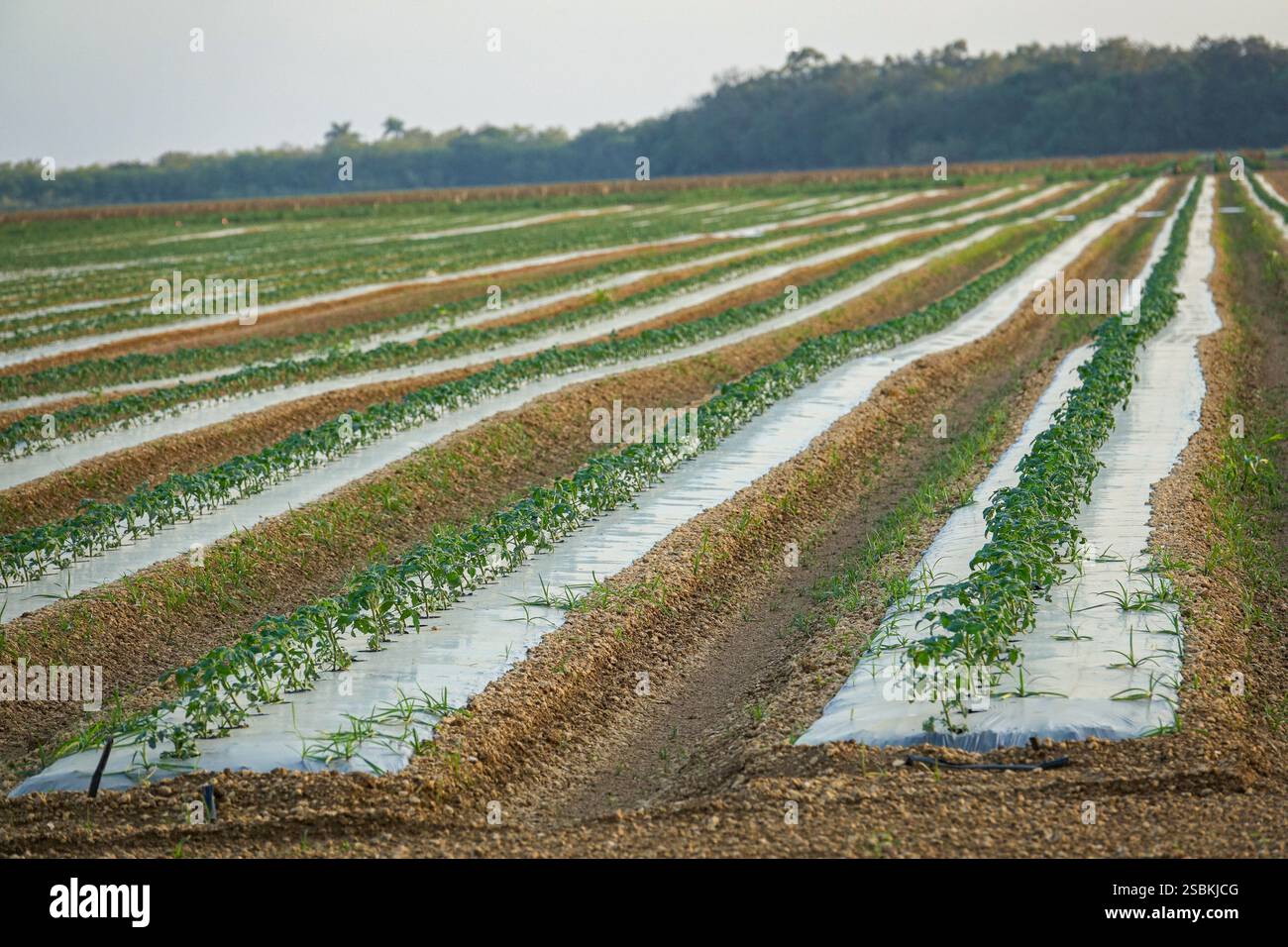 La superficie del terreno è coperta da pacciame in plastica. Coltivazione del pomodoro con il metodo del pacciame. Florida, Stati Uniti Foto Stock