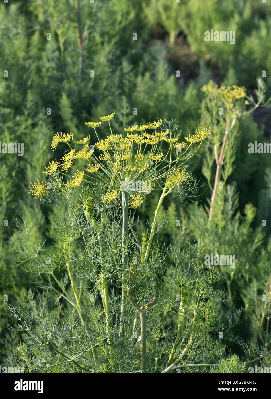 Erbe aromatiche biologiche della famiglia del prezzemolo, fiorite nel campo agricolo della California. Foto Stock