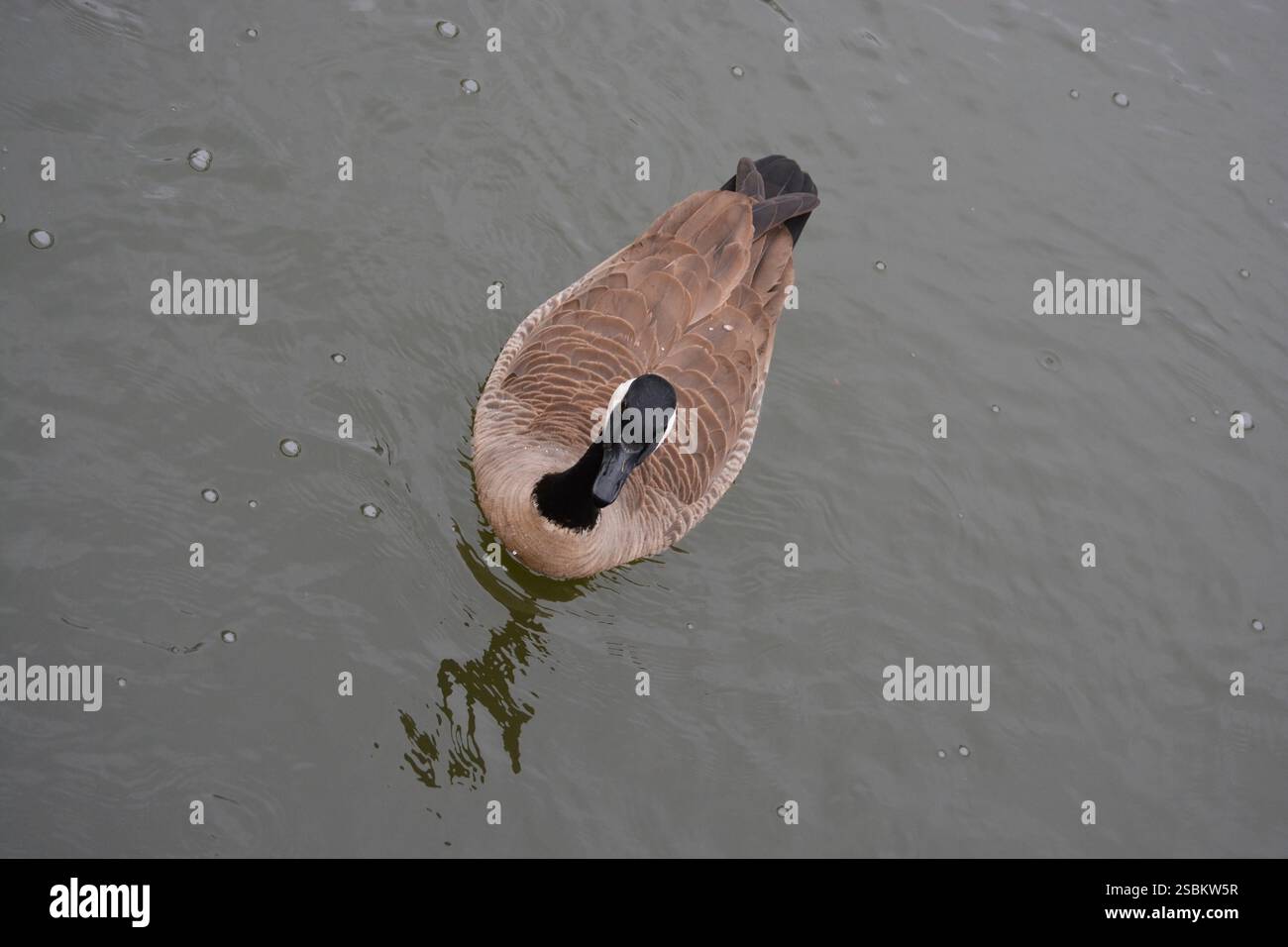 Canada Goose in the Pond Foto Stock