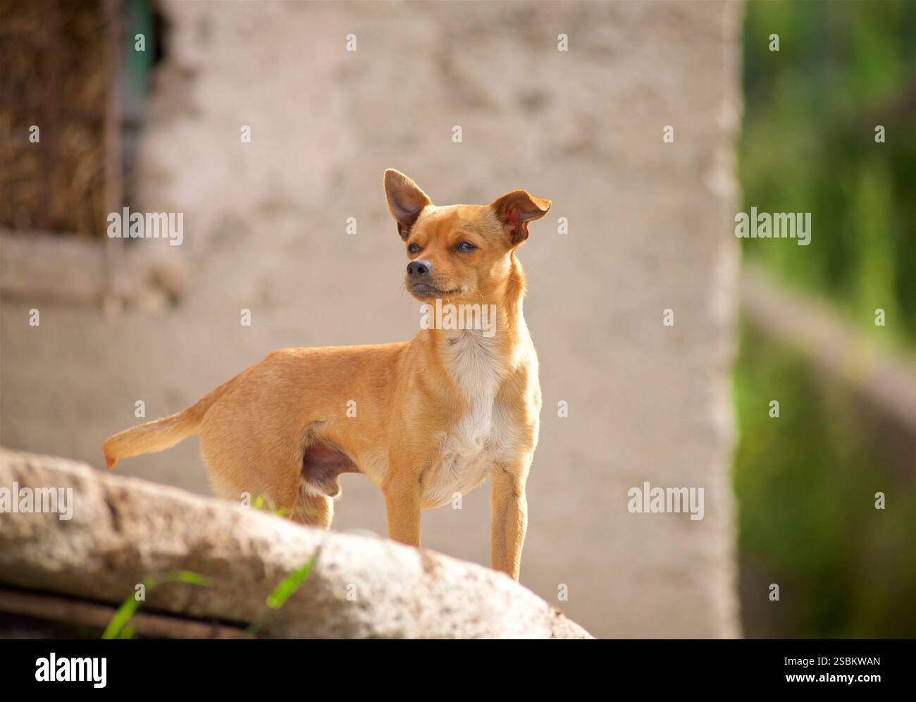Piccolo cane nell'azienda agricola locale, San Lazzaro, Agerola, Campania, Italia Foto Stock