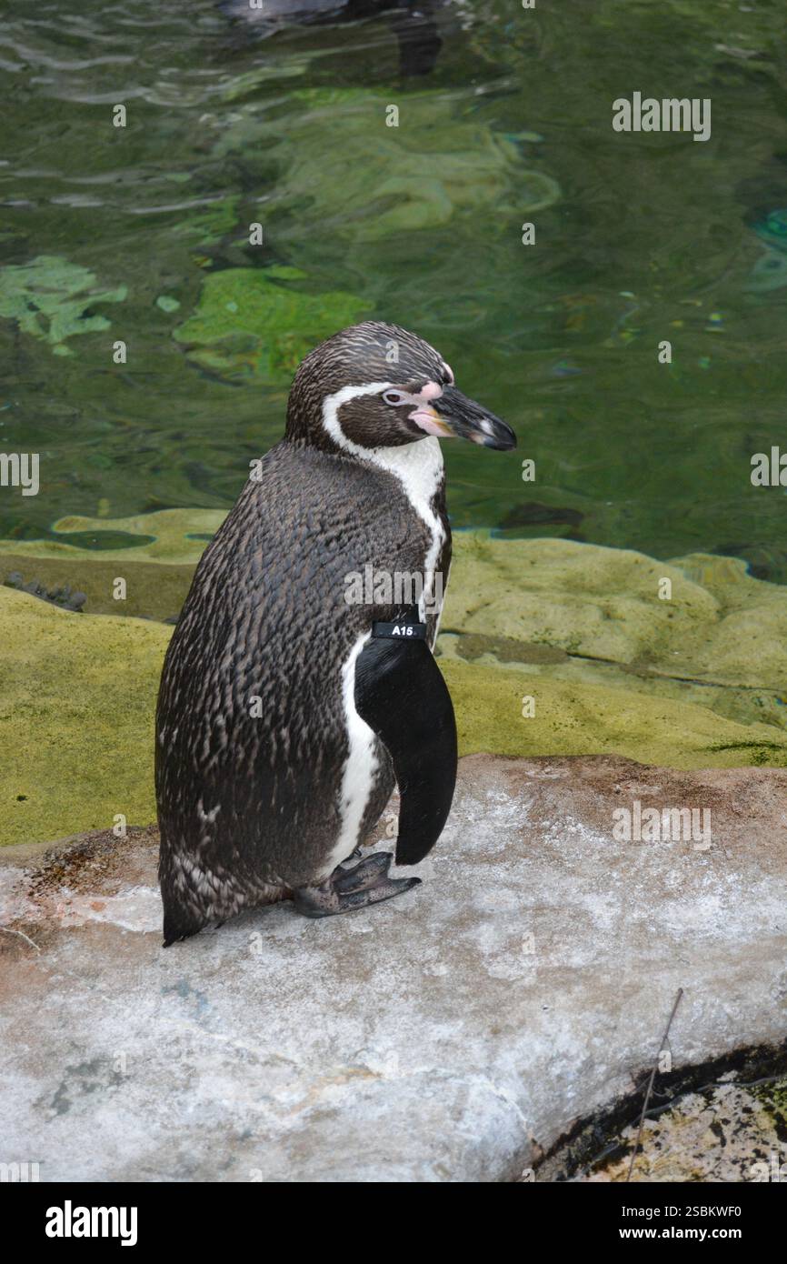 Pinguini Humboldt in uno zoo Foto Stock