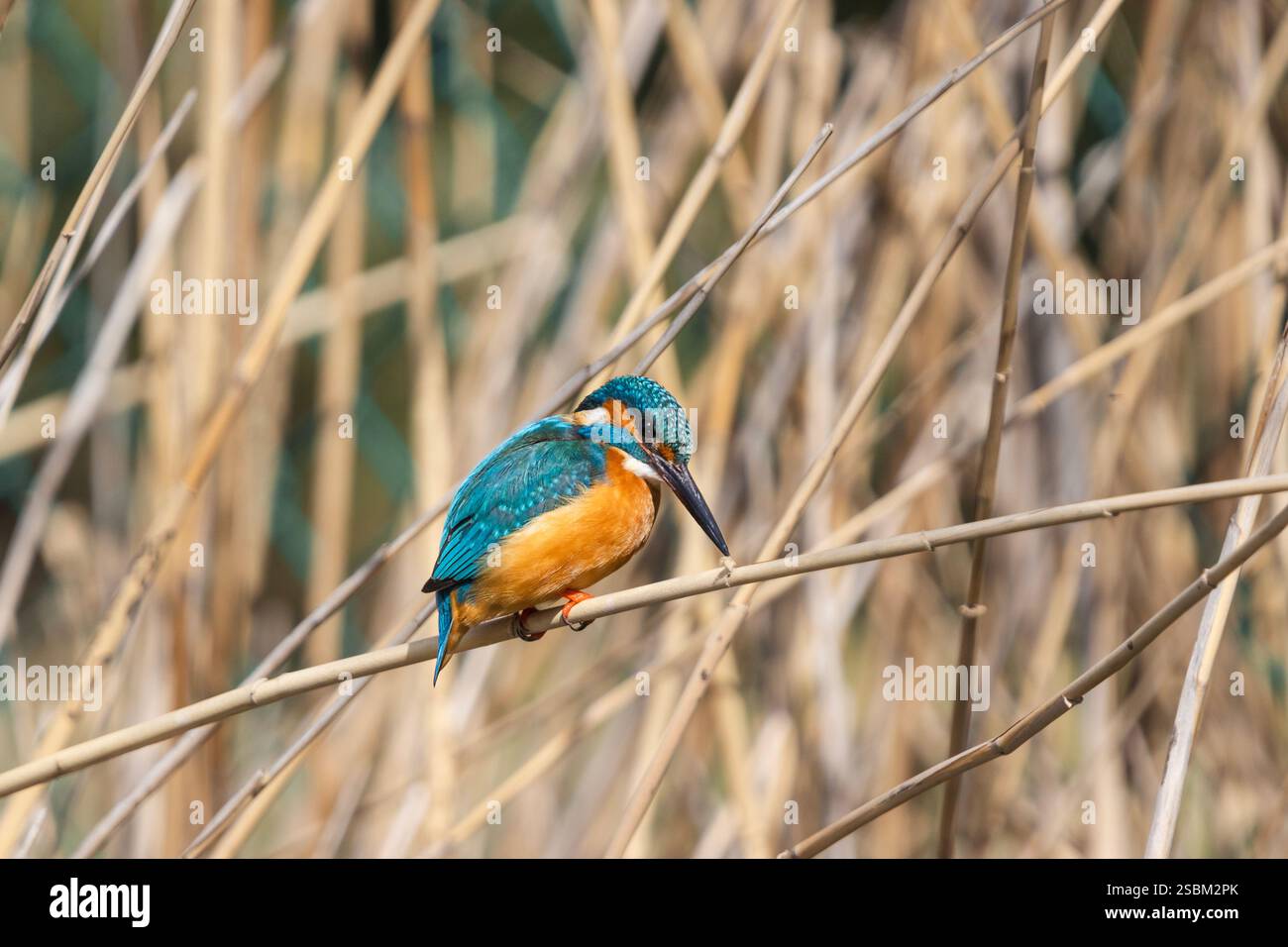 Un vivace kingfisher arroccato su canne sottili e pallide. Foto Stock