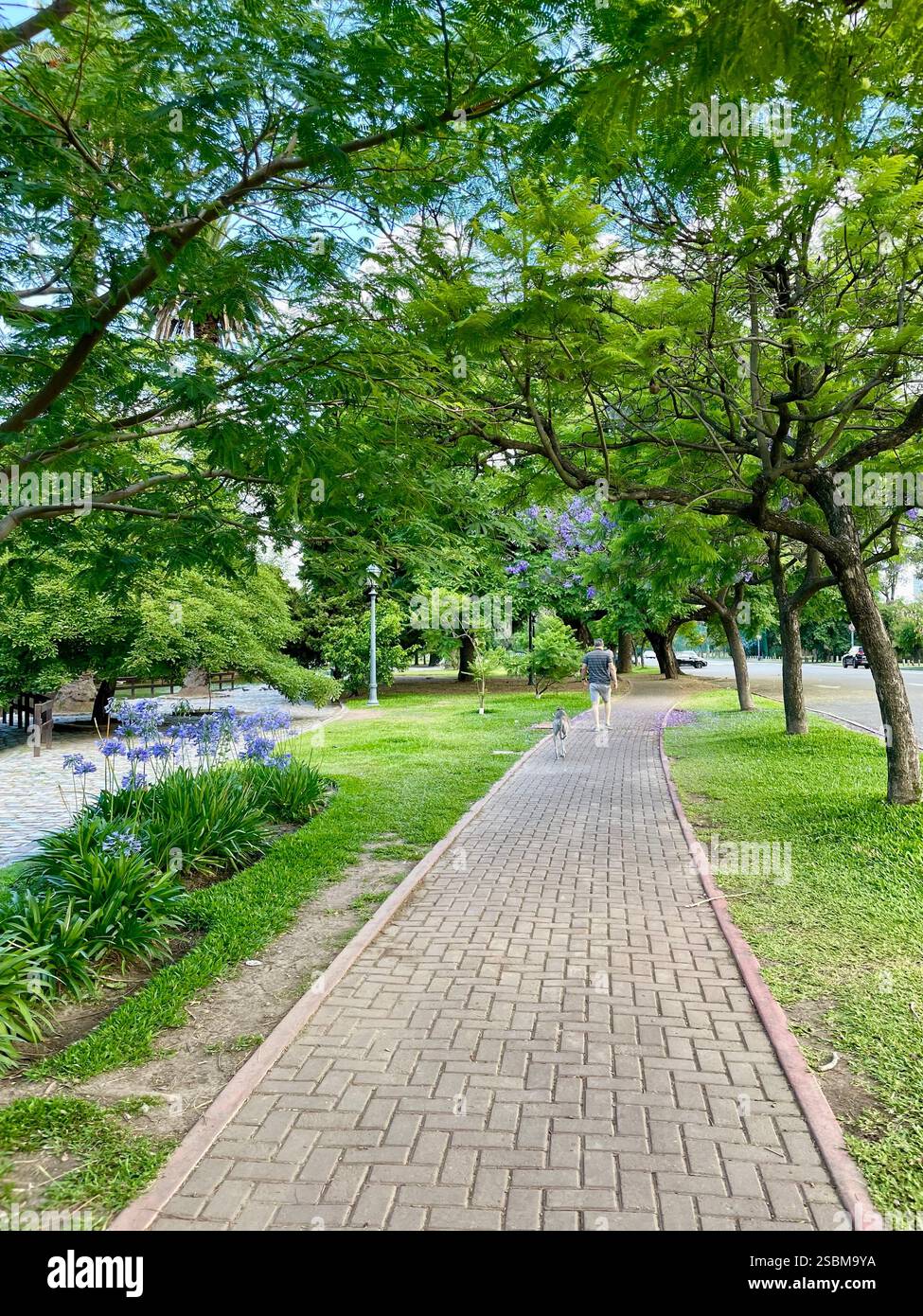 sentiero primaverile - parco e fiori - Immagine stock catturata con smartphone
