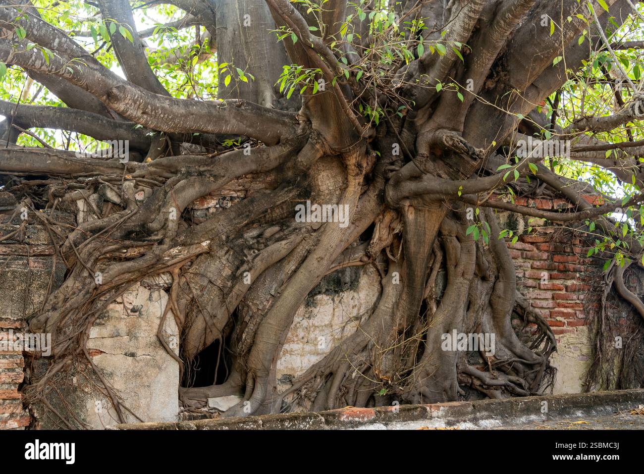 Scene dal porto di Mazatlán, Sinaloa, Messico Foto Stock