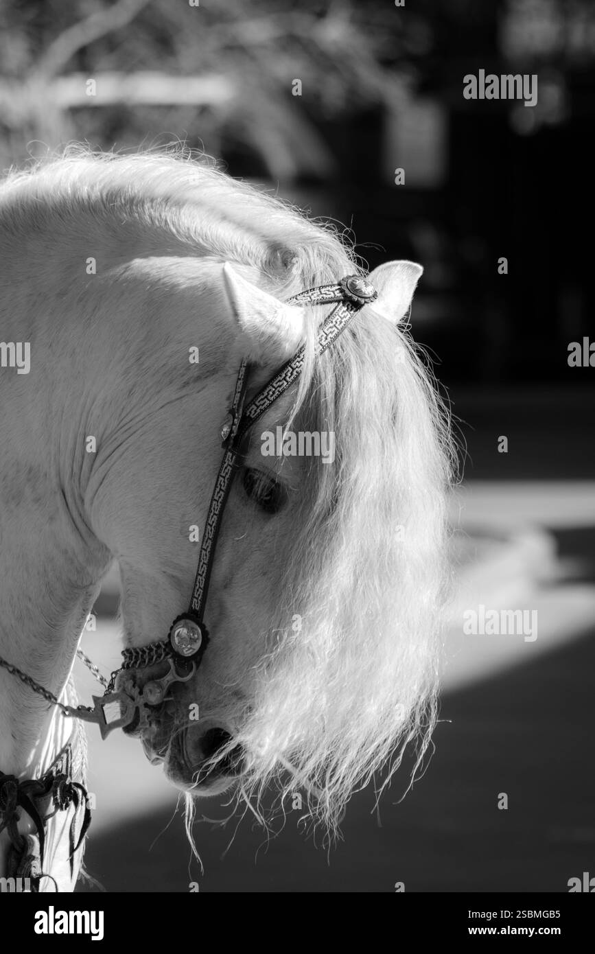 Grazioso Ritratto Cavallo bianco in elegante bianco e nero Foto Stock