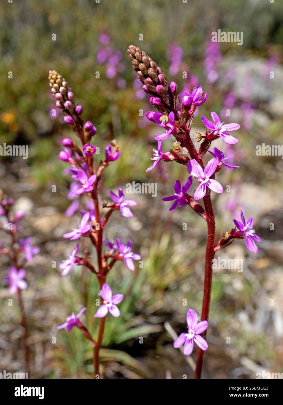 Piante di innesco alpino (Stylidium montanum) Foto Stock