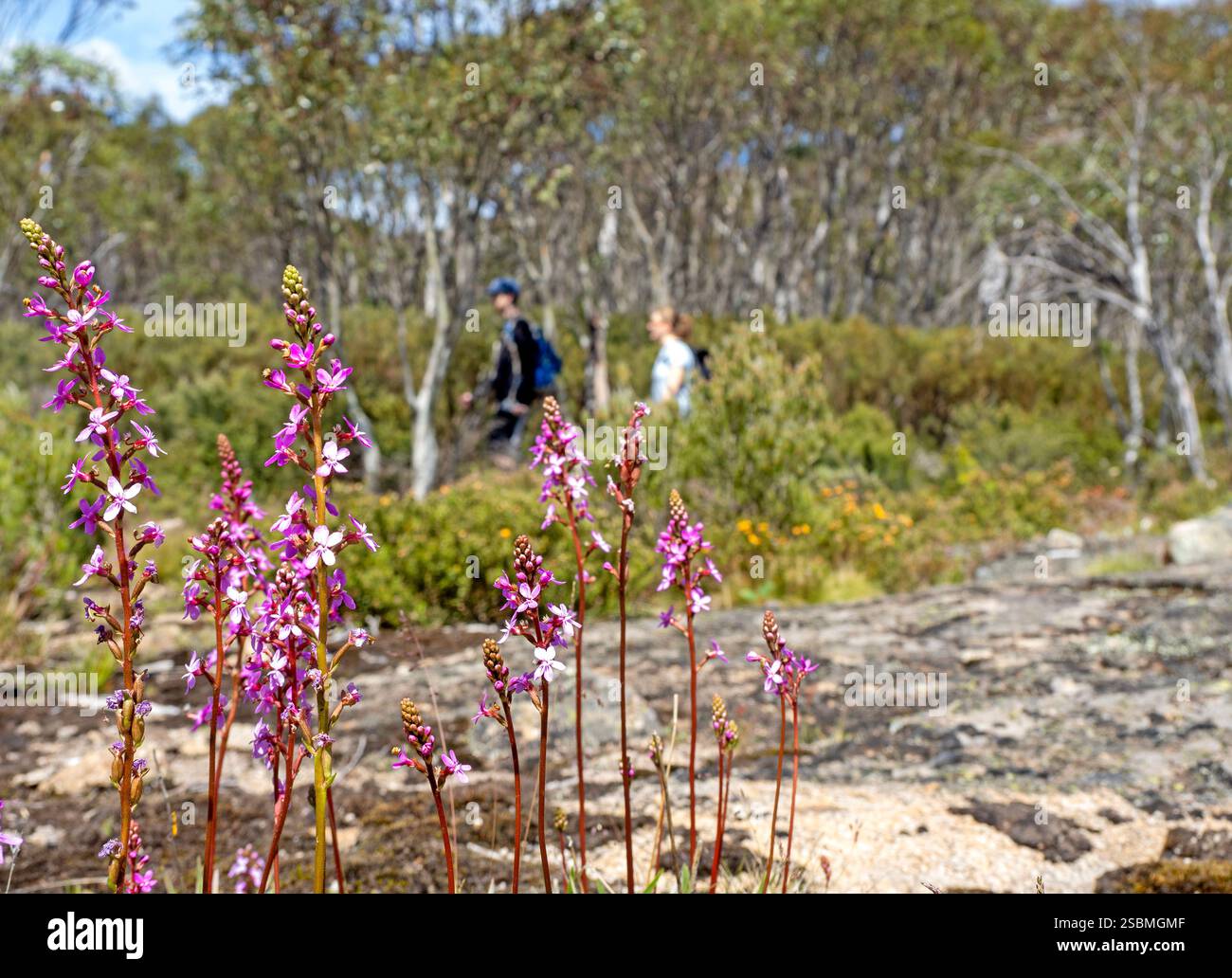 Escursionisti che attraversano le piante di innesco alpino (Stylidium montanum) sulla passeggiata alpina Snowies Foto Stock