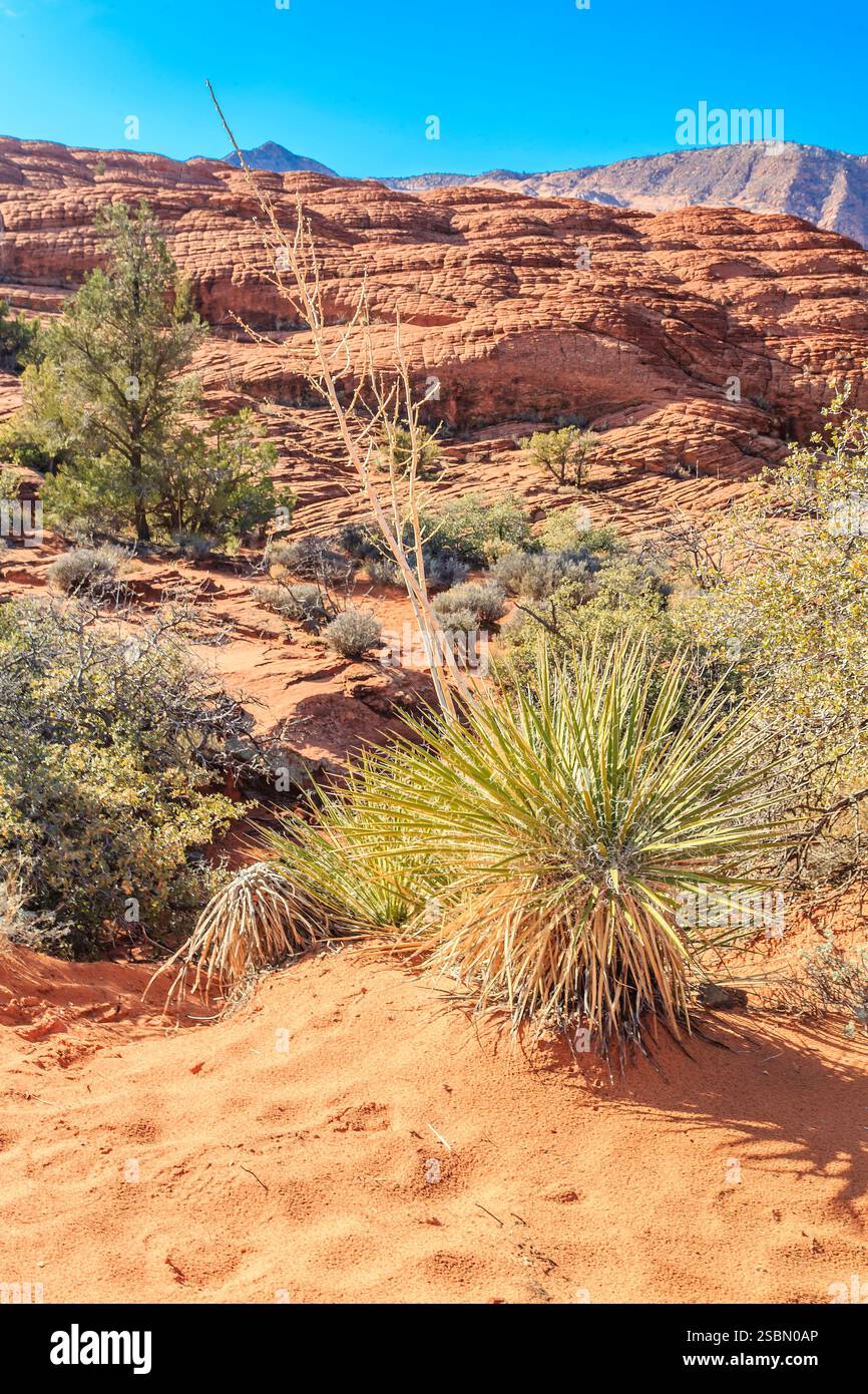 Paesaggio desertico con una piccola pianta in primo piano. La pianta è circondata da sabbia e rocce Foto Stock