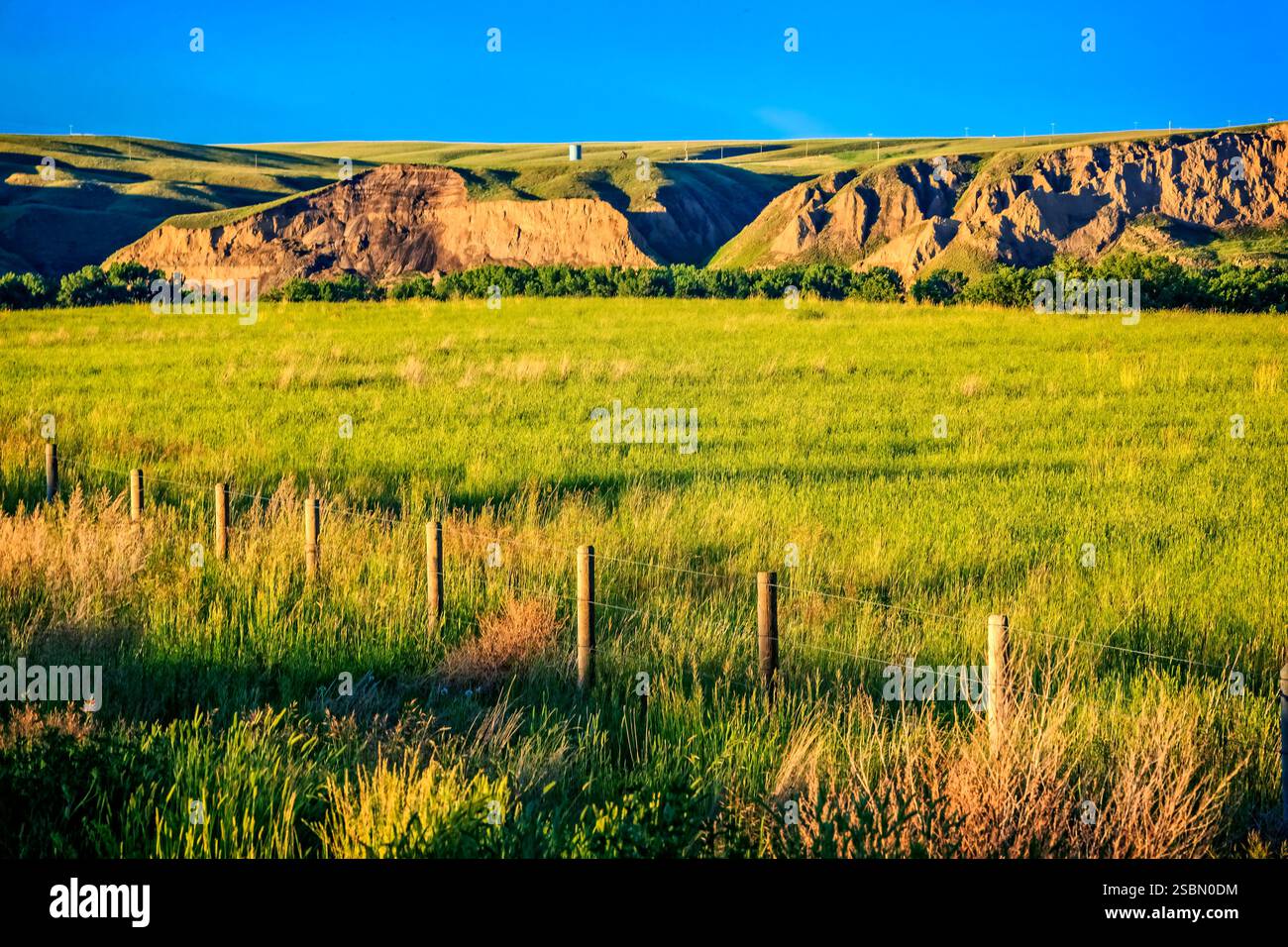 Campo d'erba con una recinzione in primo piano. L'erba è verde e il cielo è blu Foto Stock