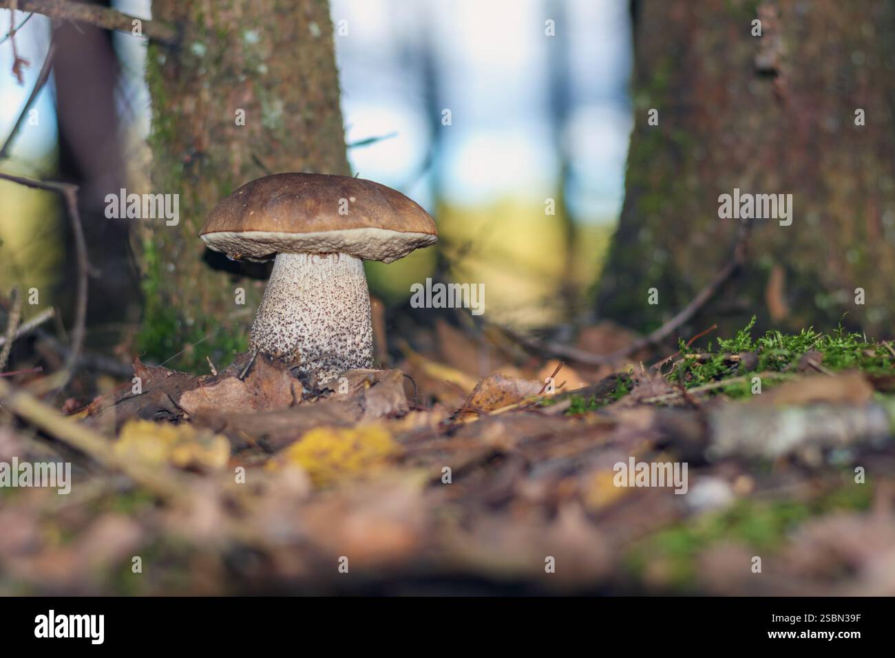 un fungo marrone con uno stelo bianco che cresce nella foresta tra alberi e foglie. Foto Stock