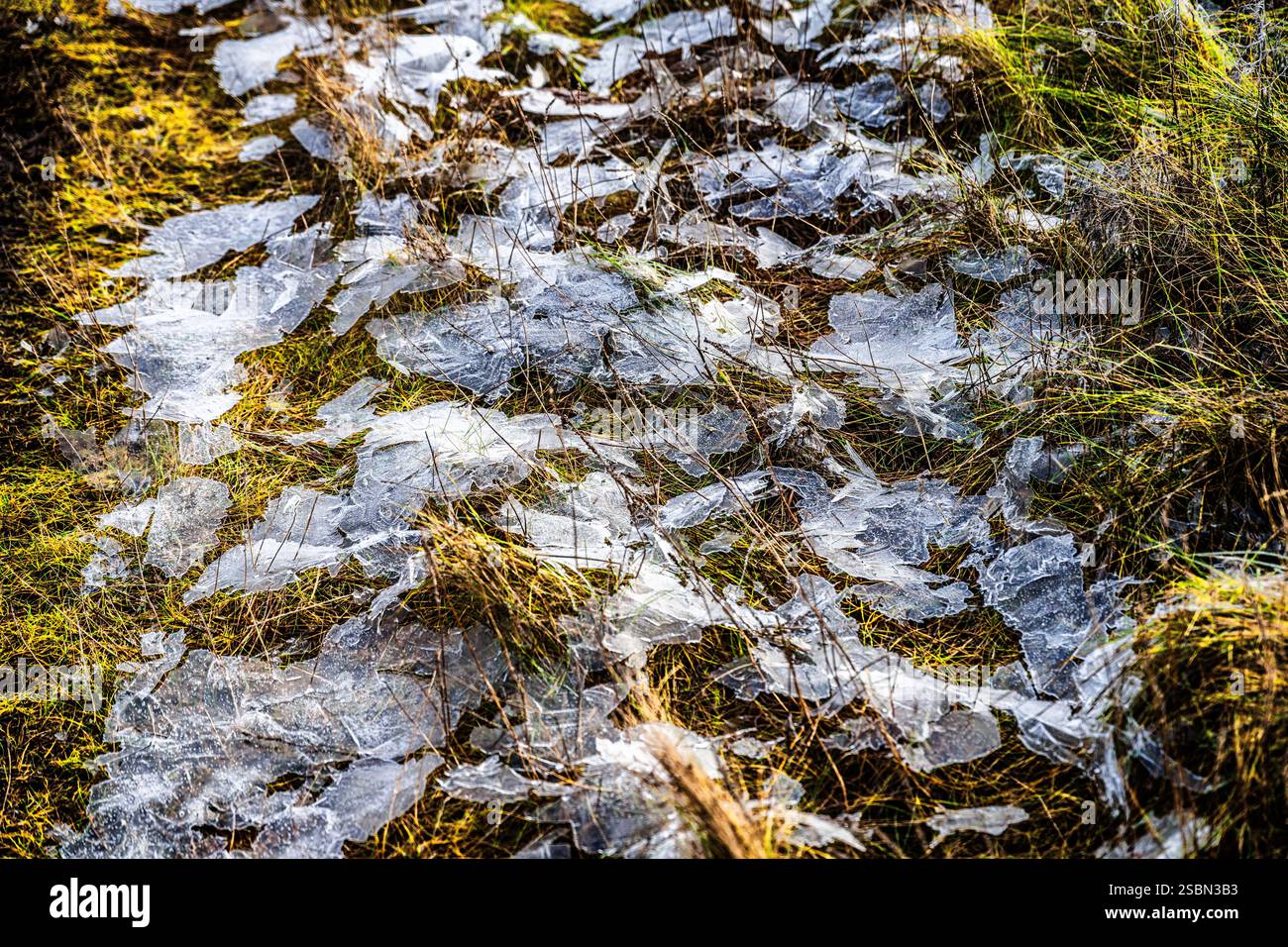 Una vista panoramica dell'erba verde ghiacciata ricoperta da frammenti di ghiaccio, illuminata dalla luce del sole pomeridiano, che mostra la bellezza delle texture invernali e natura Foto Stock