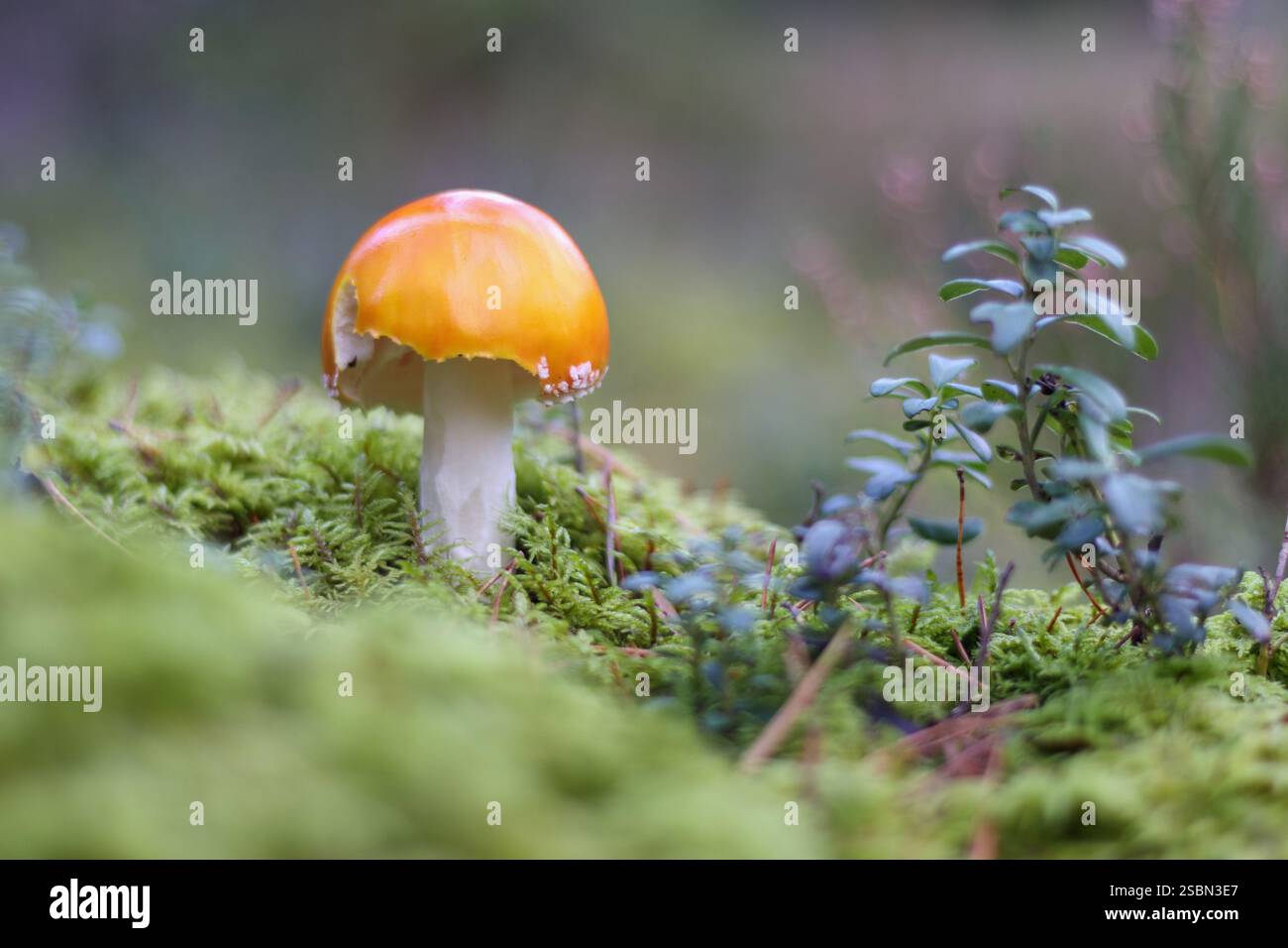 un flycatcher con un cappello rosso e puntini bianchi che cresce nella foresta tra muschi verdi e cespugli di mirtillo. Foto Stock