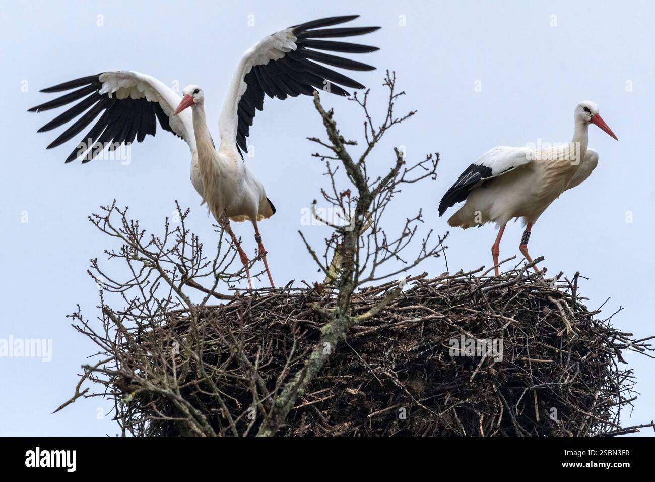 Un paio di cicogne sul loro nido alto Foto Stock