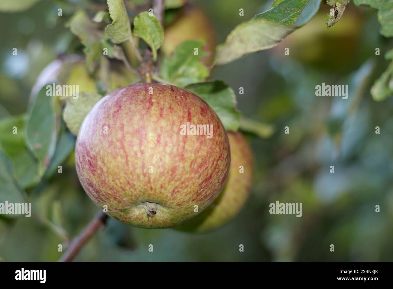 Mele colorate appese su un albero tra rami e foglie. Foto Stock