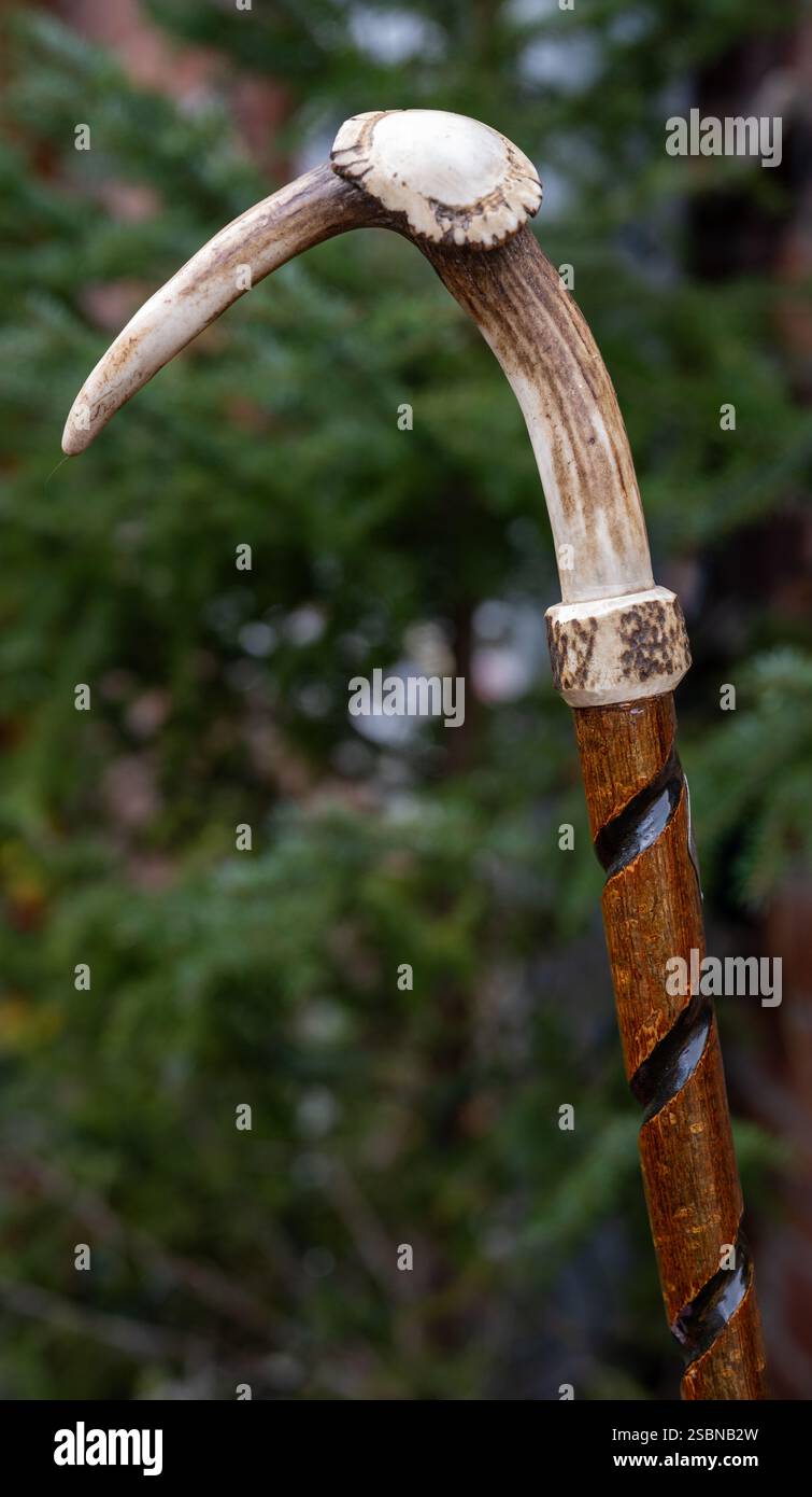 Un bastone da passeggio, che ha un corno di cervo come manico Foto Stock