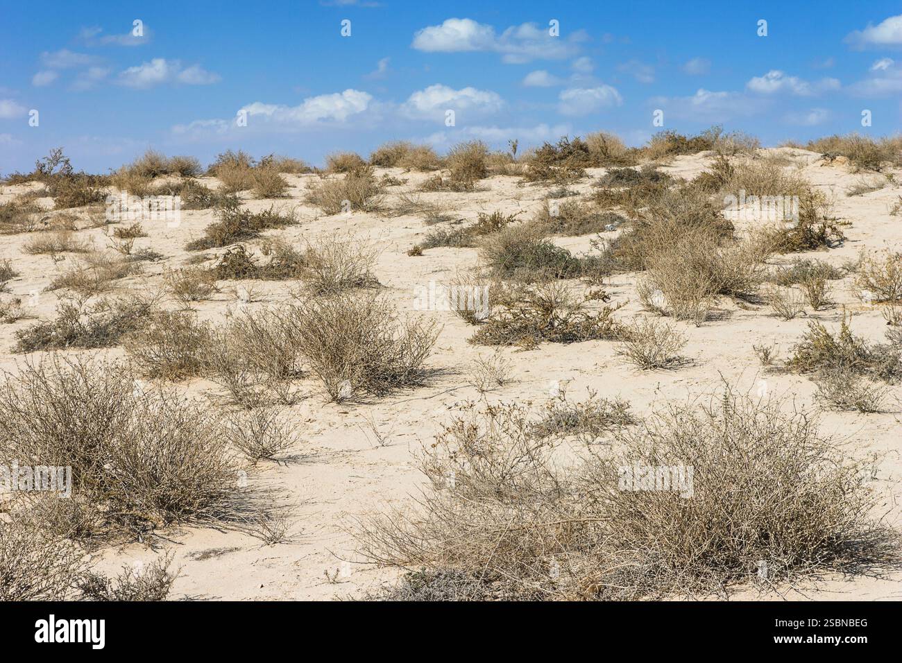 Deserto arabo nel bruciato mezzogiorno vicino a dubai Foto Stock