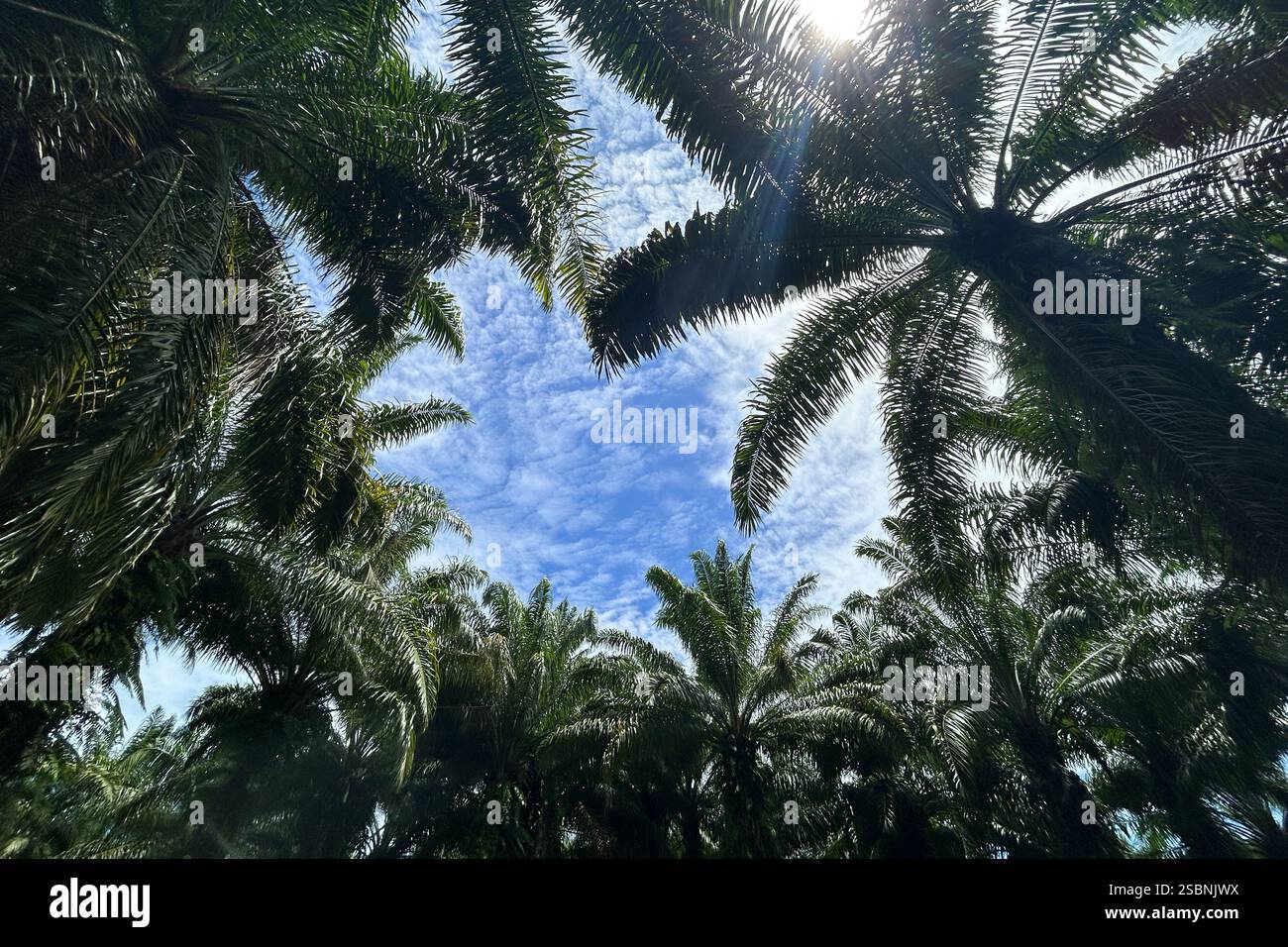 Foresta di Talasea, penisola di Willaumez, Papua nuova Guinea Foto Stock