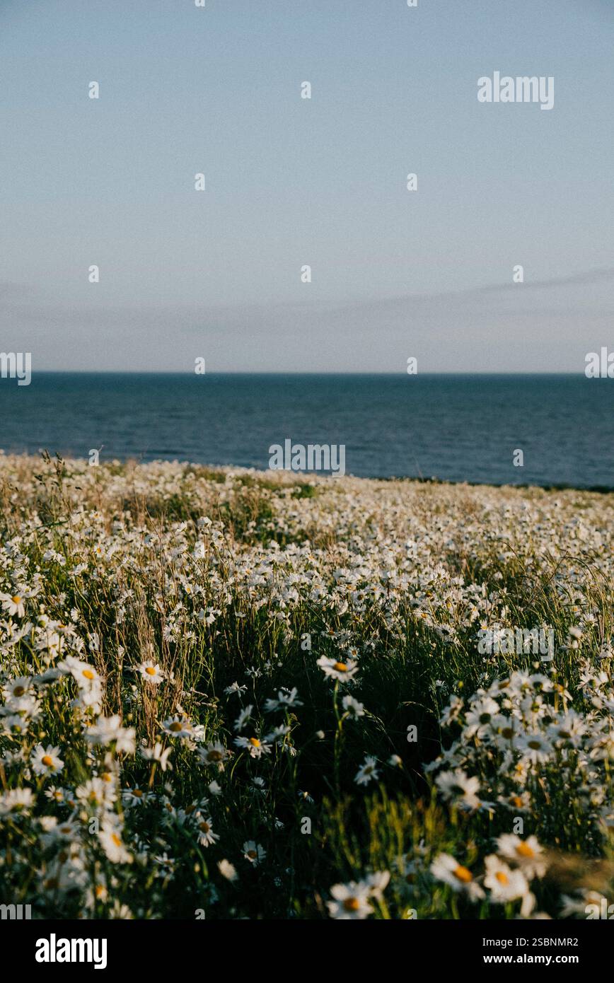 Un vasto campo di fiori bianchi si estende verso l'oceano, creando un'atmosfera serena e tranquilla. L'acqua blu sullo sfondo aggiunge al Foto Stock Un vasto campo di fiori bianchi si estende verso l'oceano, creando un'atmosfera serena e tranquilla. L'acqua blu sullo sfondo aggiunge al Foto Stock