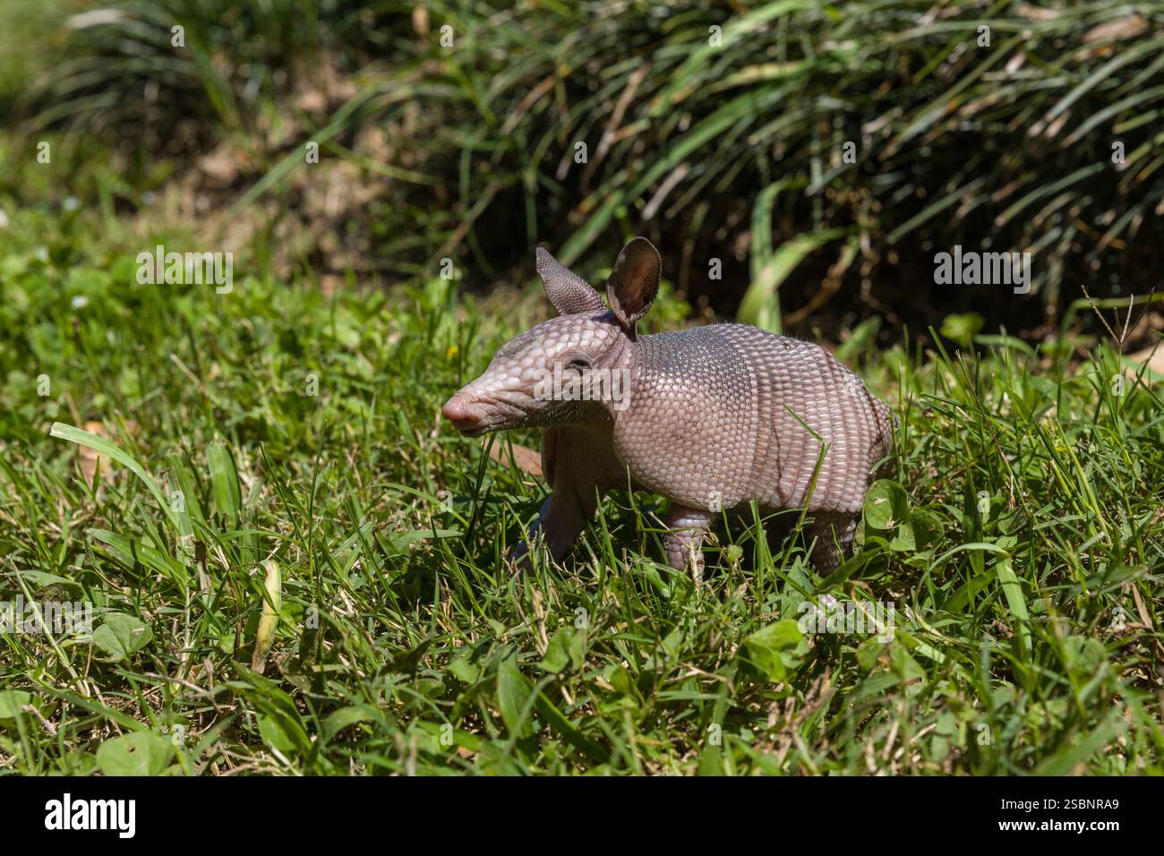 Stati Uniti, Louisiana, Thibodaux, Laurel Valley Plantation, ex piantagione di zucchero del XIX secolo, baby armadillo nascosto sotto una cabina Foto Stock