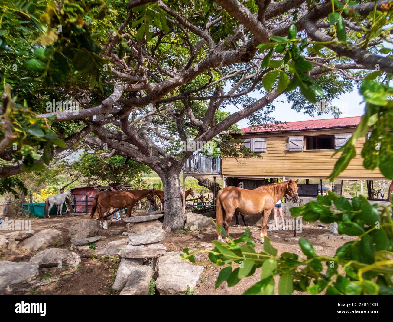 Francia, Caraibi, piccole Antille, Martinica, le Vauclin, Ranch Anse Macabou, cavallo Taina (cavallo del quartiere americano) Foto Stock