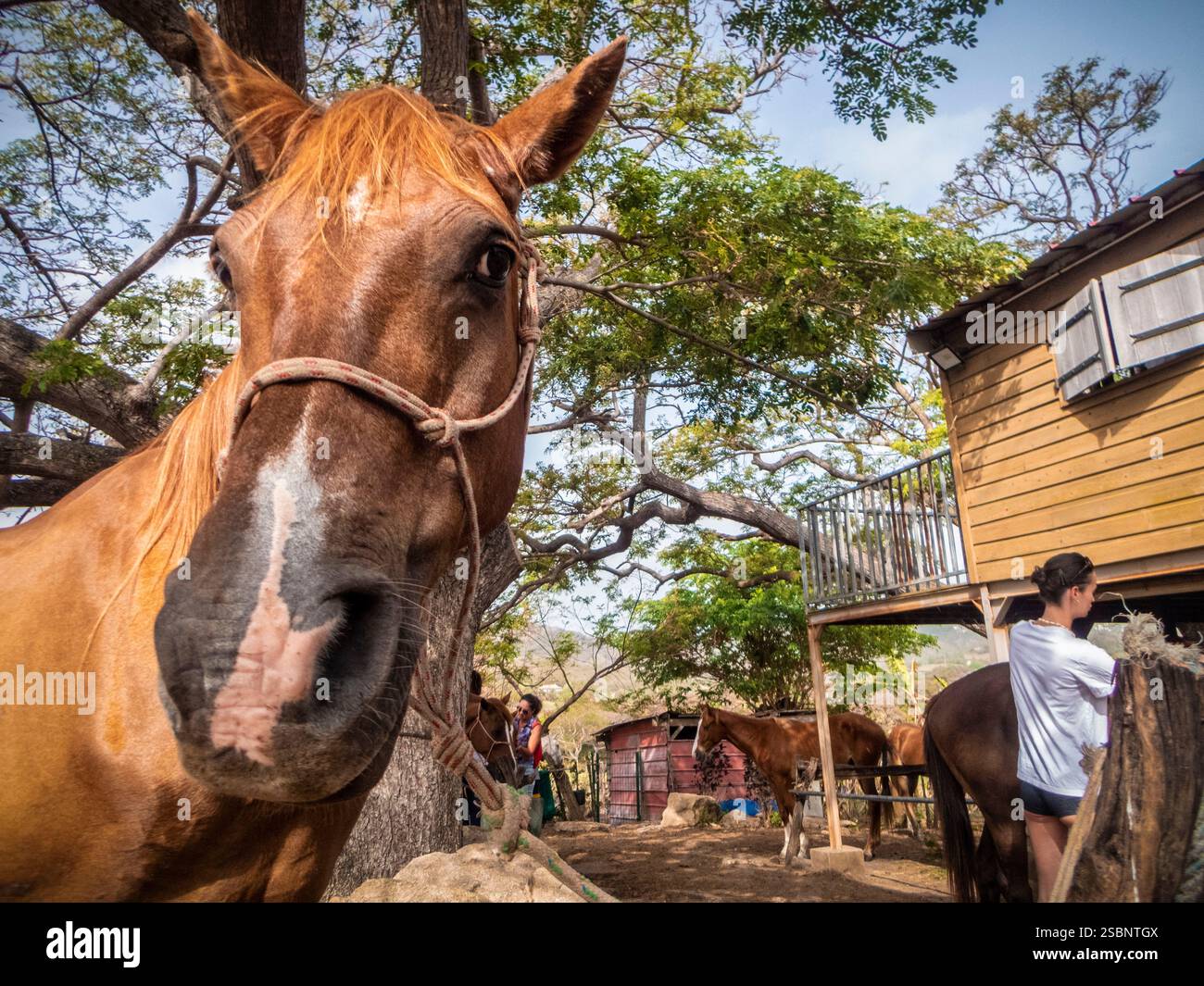 Francia, Caraibi, piccole Antille, Martinica, le Vauclin, Ranch Anse Macabou, cavallo Taina (cavallo del quartiere americano) Foto Stock
