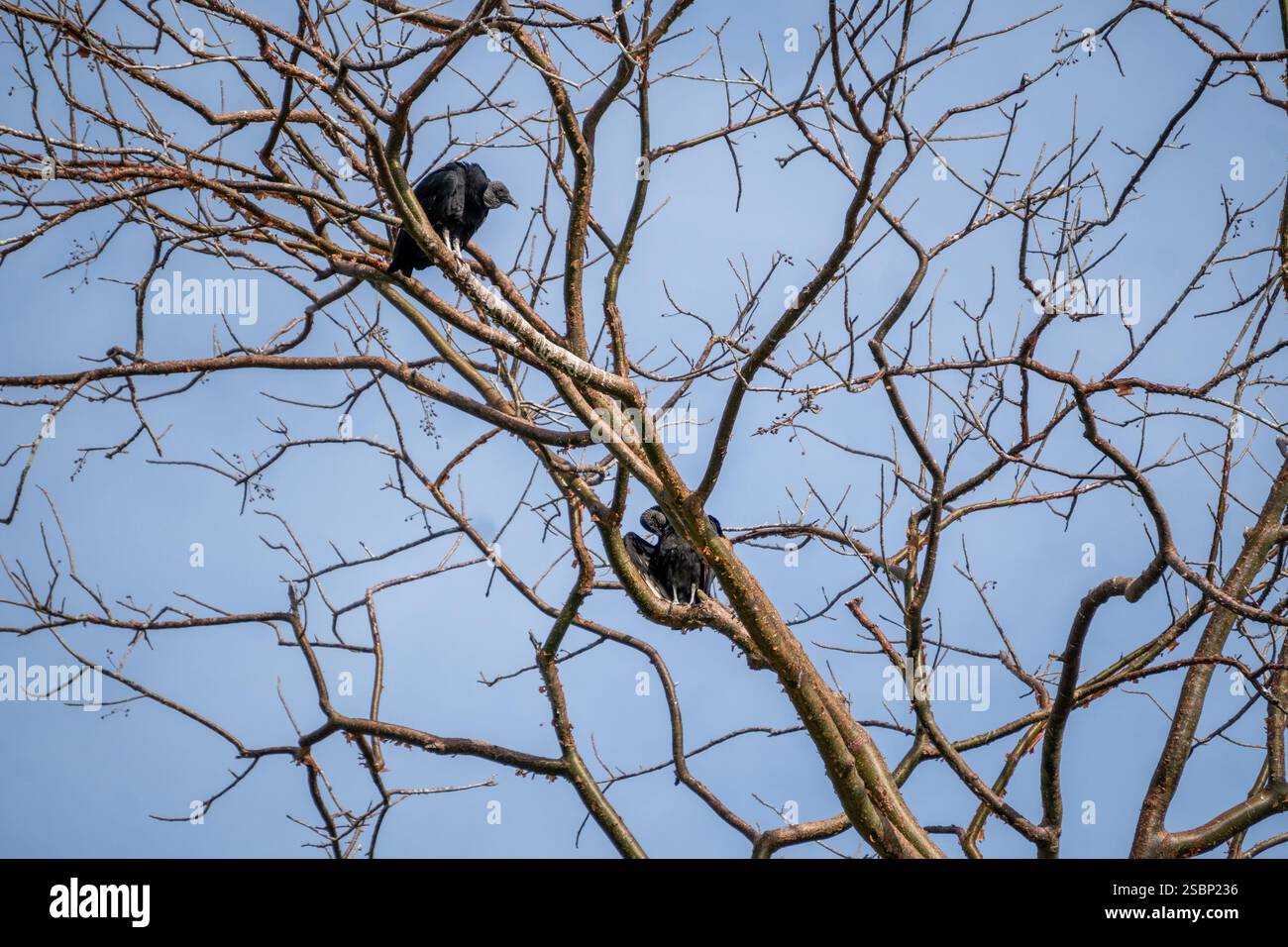 Tour della fauna selvatica del lago Gatun, Santa Rita, Panama Foto Stock
